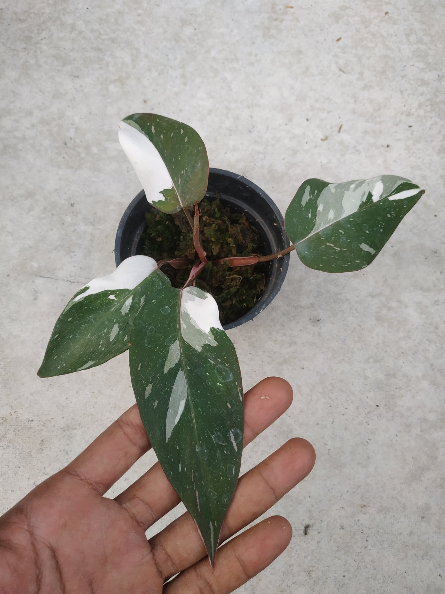 Philodendron Anderson