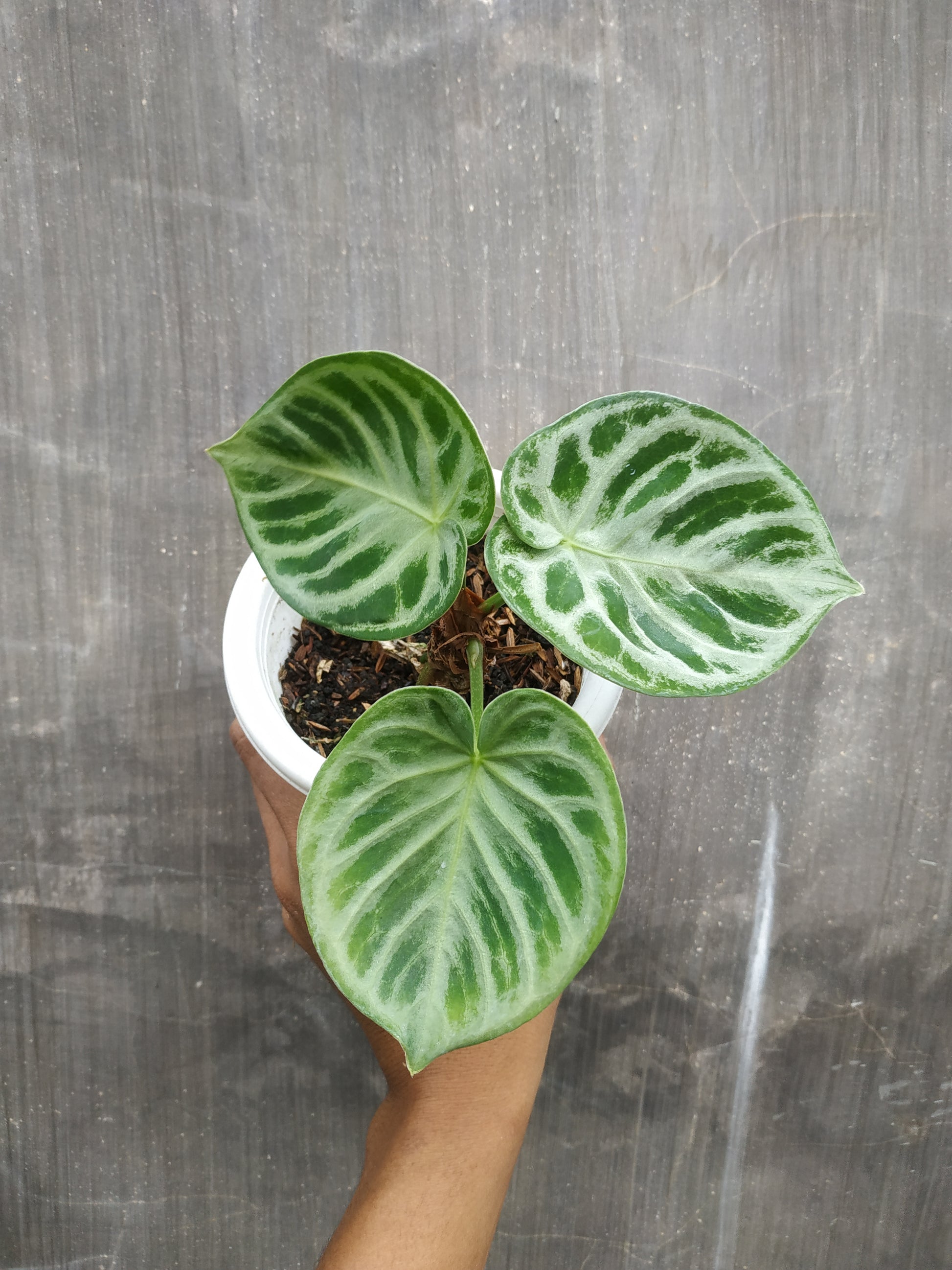 anthurium, live anthurium dorayaki, live anthurium dorayaki plants, rare anthurium dorayaki, rare anthurium dorayaki live plants, tropical anthurium dorayaki live plants, wholesale anthurium dorayaki, outdoor plant, indoor plants, winter plants, summer plants, spring plants, houseplants, rare anthurium dorayaki plants, live anthurium dorayaki rare plants