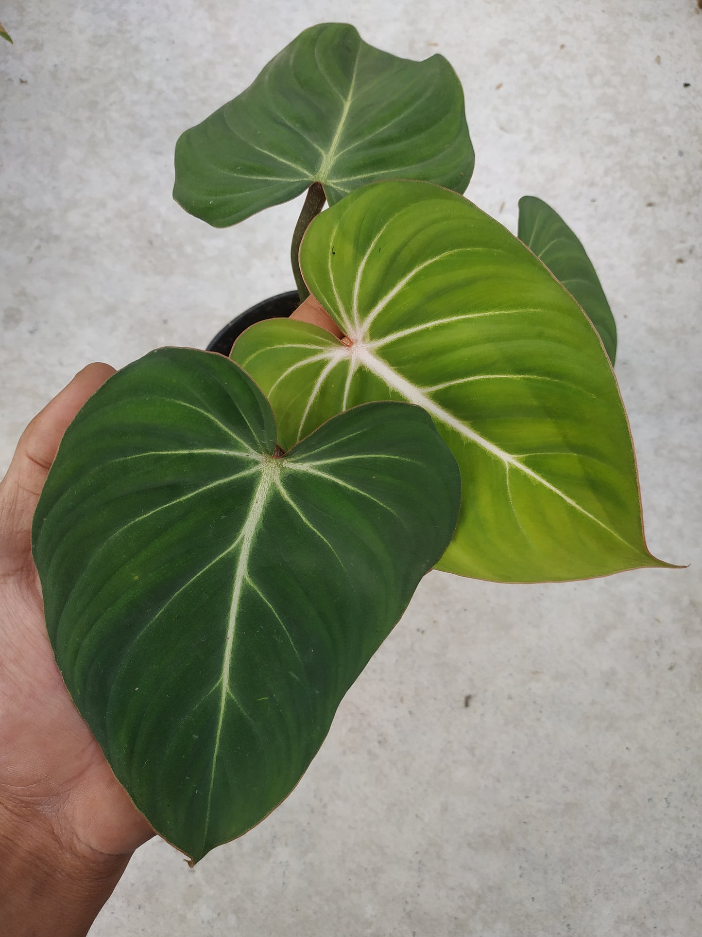 Wholesale 10x Philodendron Gloriosum