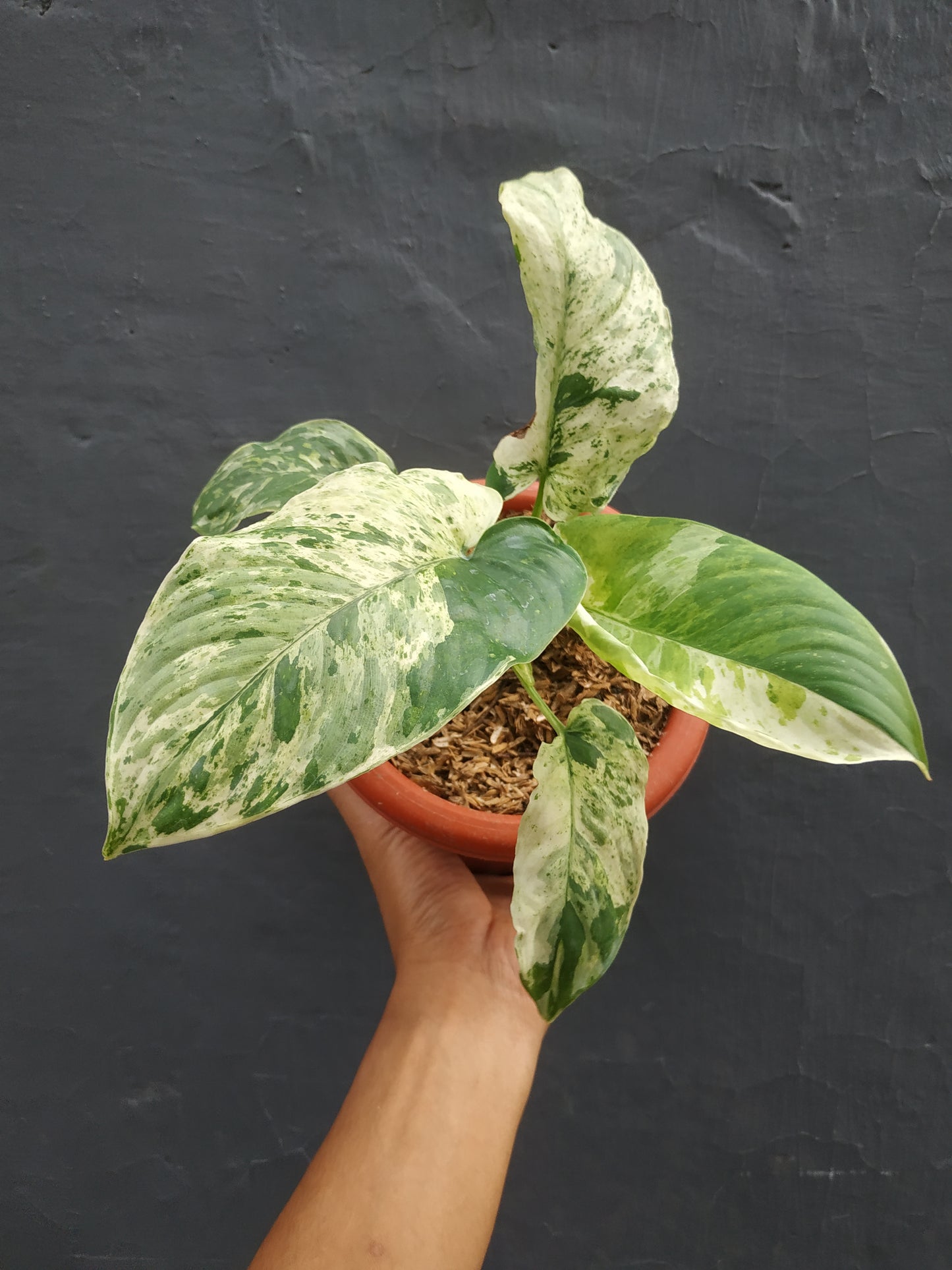 Homalomena sp borneo variegated, live Homalomena sp borneo variegated, live Homalomena sp borneo variegated plants, rare Homalomena sp borneo variegated, rare Homalomena sp borneo variegated, live plants Homalomena sp borneo variegated, tropical Homalomena sp borneo variegated live plants, wholesale Homalomena sp borneo variegated, outdoor plant, indoor plants, winter plants, summer plants, spring plants, houseplants, rare Homalomena sp borneo variegated live plants