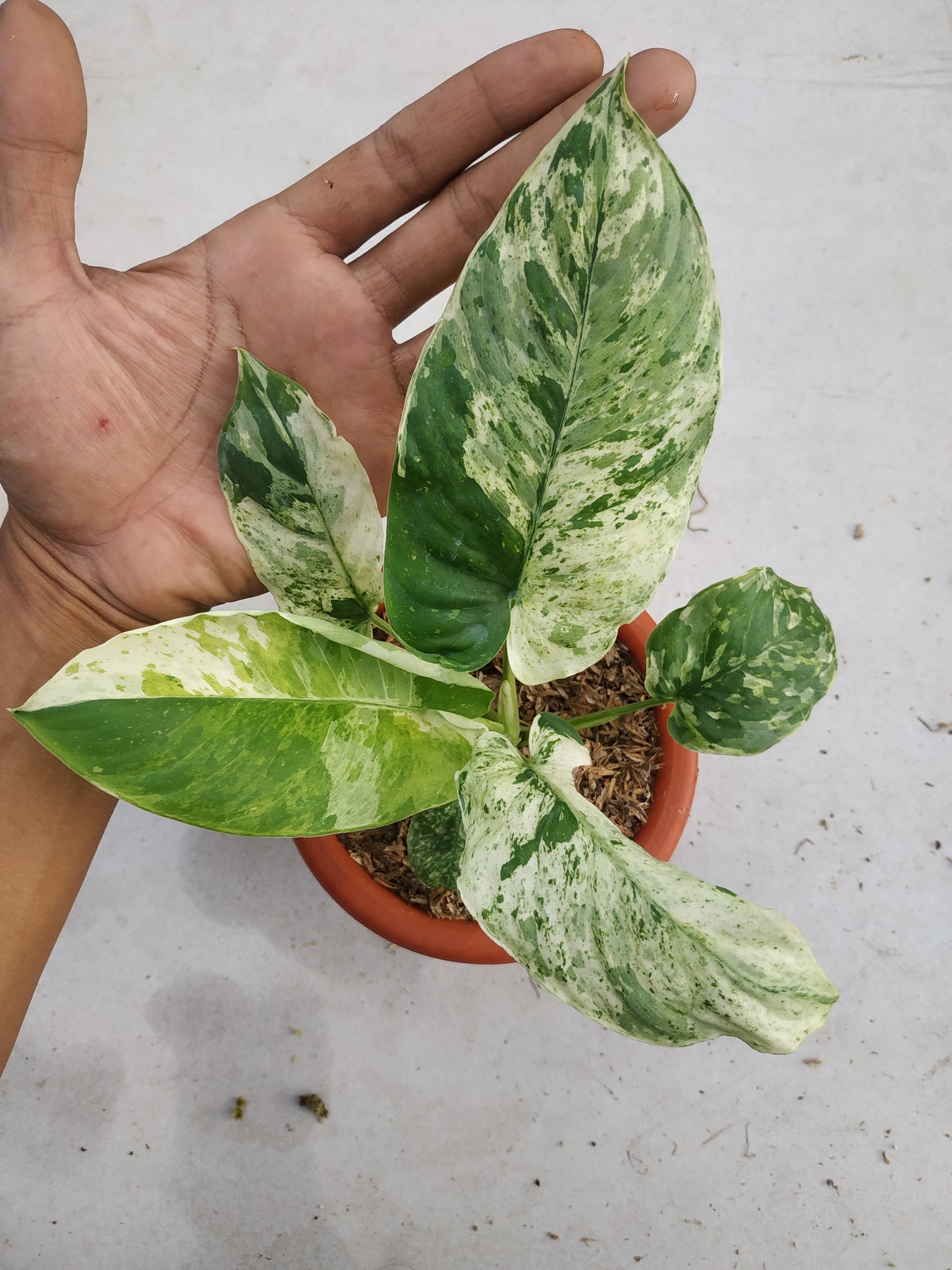 Homalomena sp borneo variegated, live Homalomena sp borneo variegated, live Homalomena sp borneo variegated plants, rare Homalomena sp borneo variegated, rare Homalomena sp borneo variegated, live plants Homalomena sp borneo variegated, tropical Homalomena sp borneo variegated live plants, wholesale Homalomena sp borneo variegated, outdoor plant, indoor plants, winter plants, summer plants, spring plants, houseplants, rare Homalomena sp borneo variegated live plants