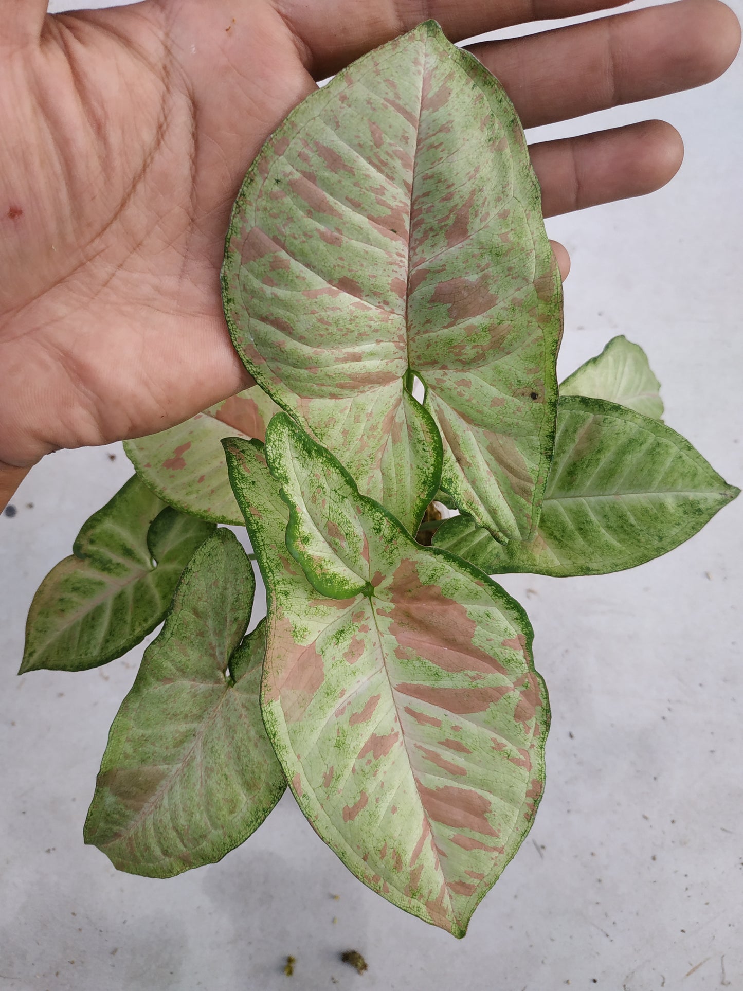 Syngonium Confetti
