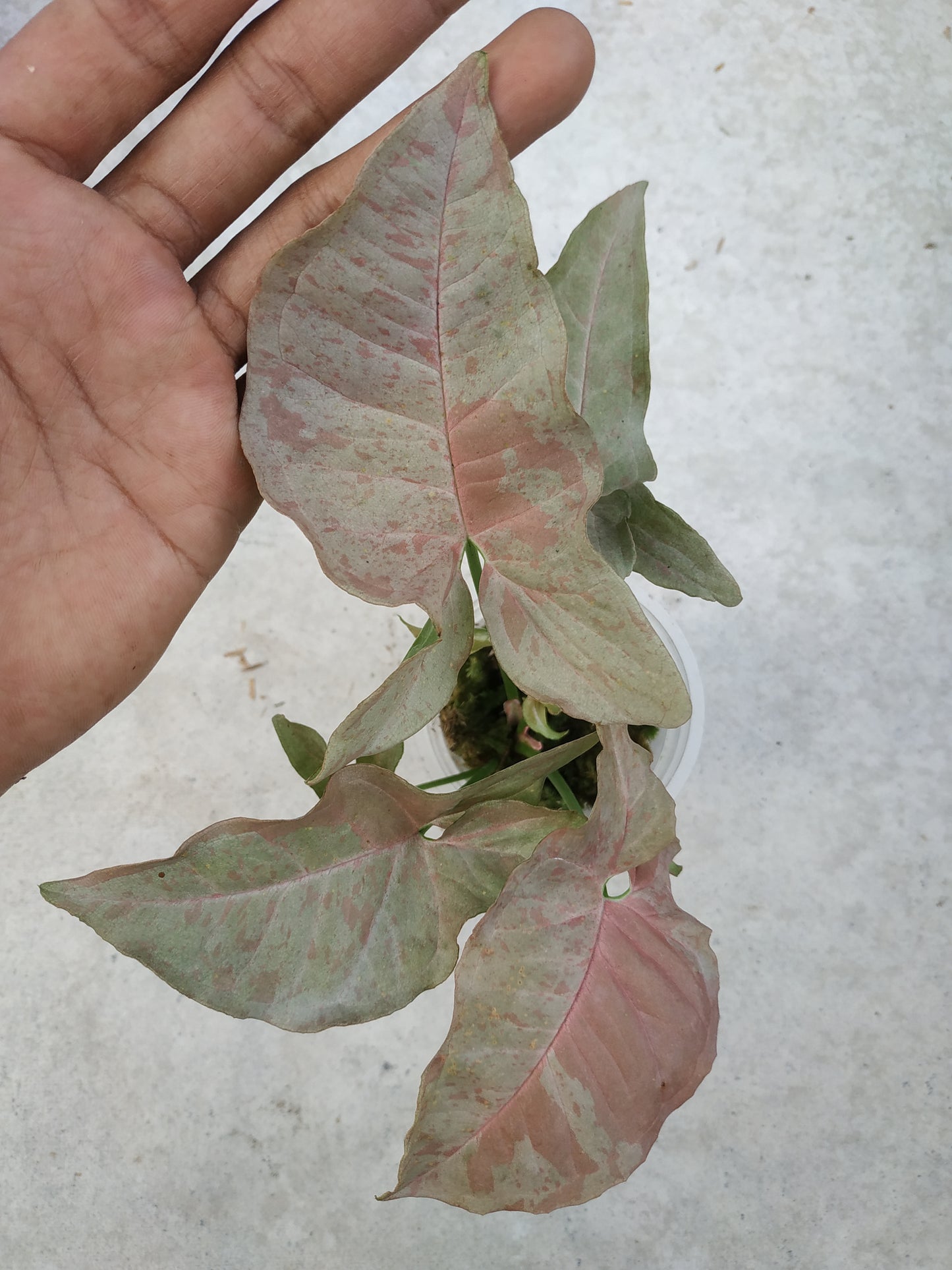 Syngonium Pink Spot