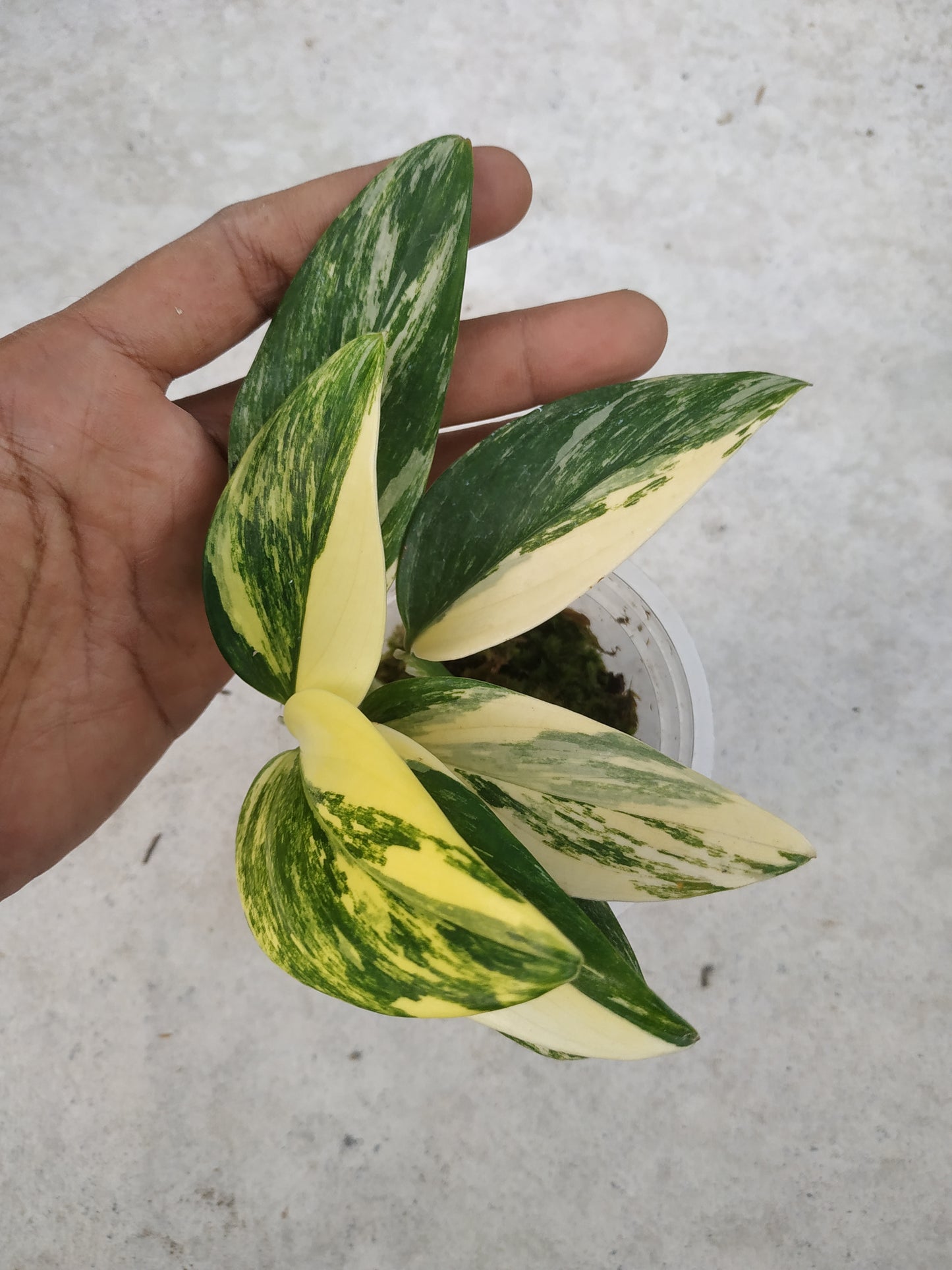 Monstera Standleyana Aurea Variegated
