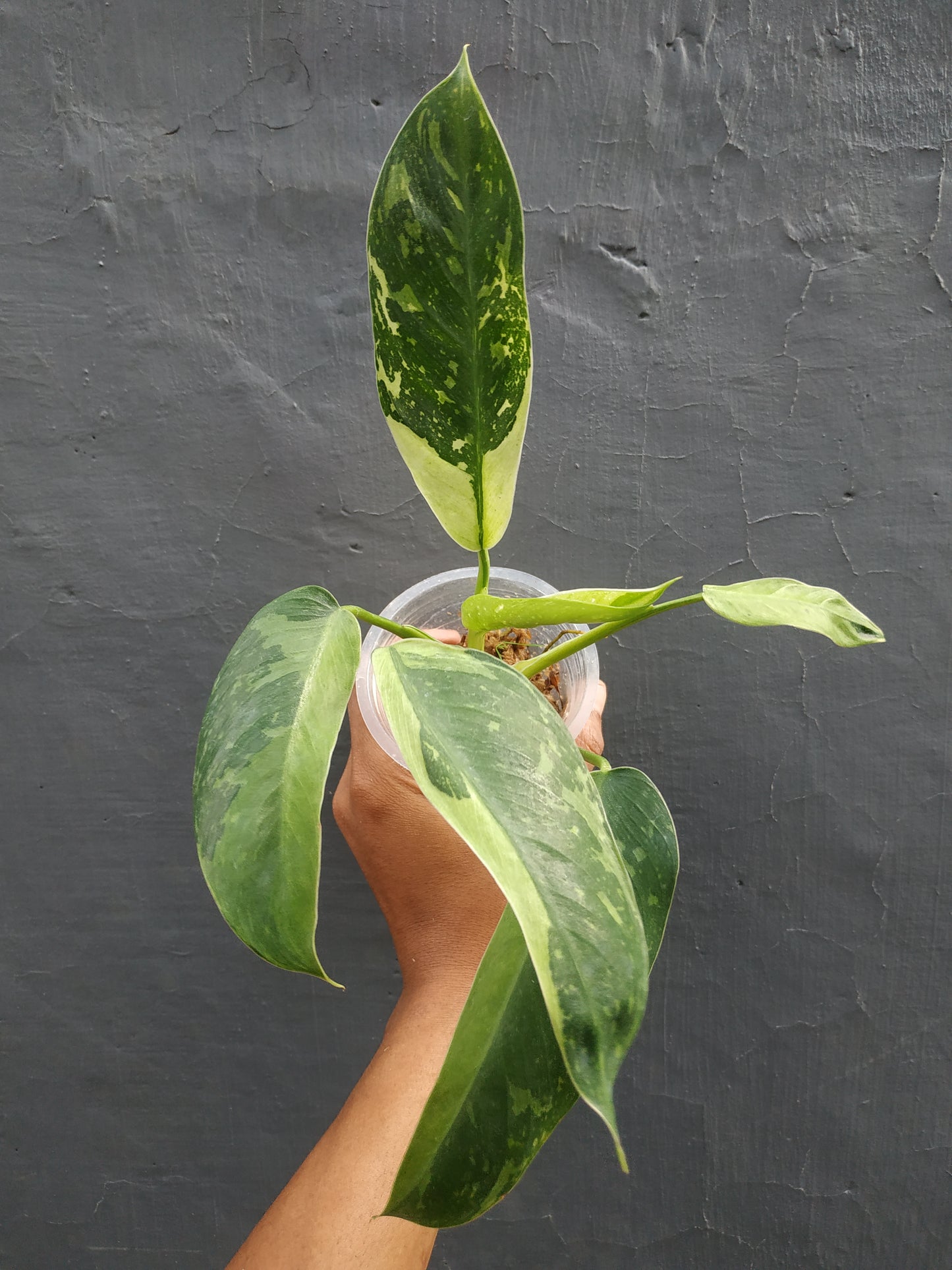 philodendron jose buono,philodendron,philodendron variegated,variegated