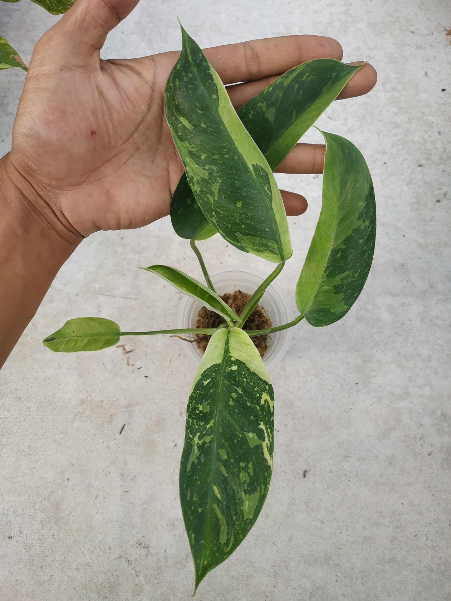 Philodendron Jose Buono