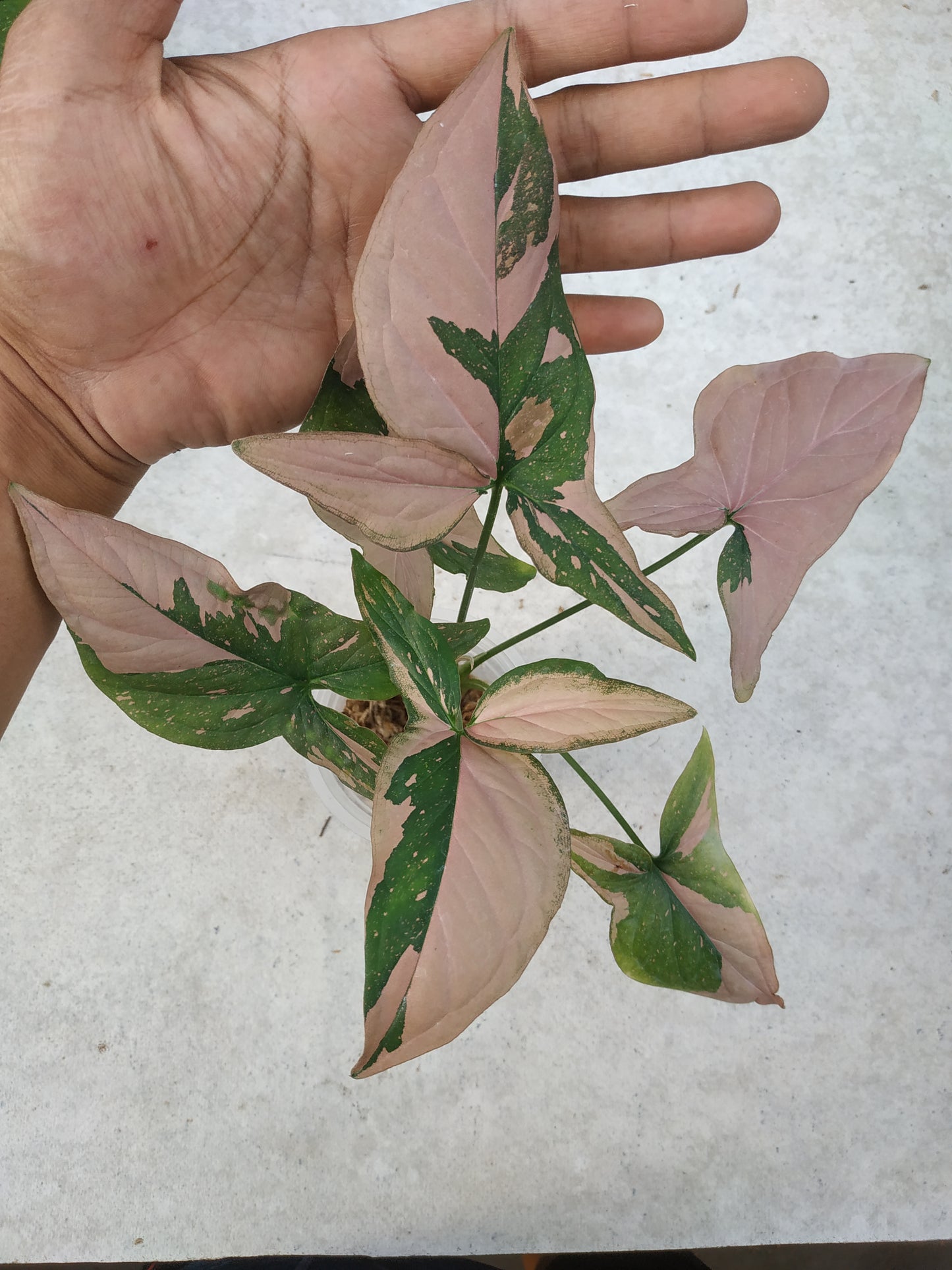 Syngonium Pink Splash Green