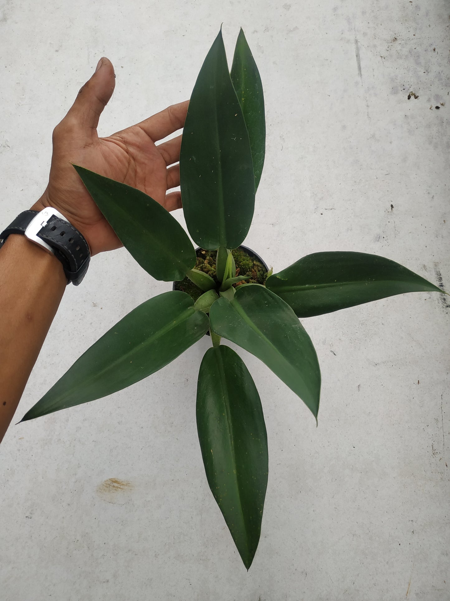 Philodendron Martianum