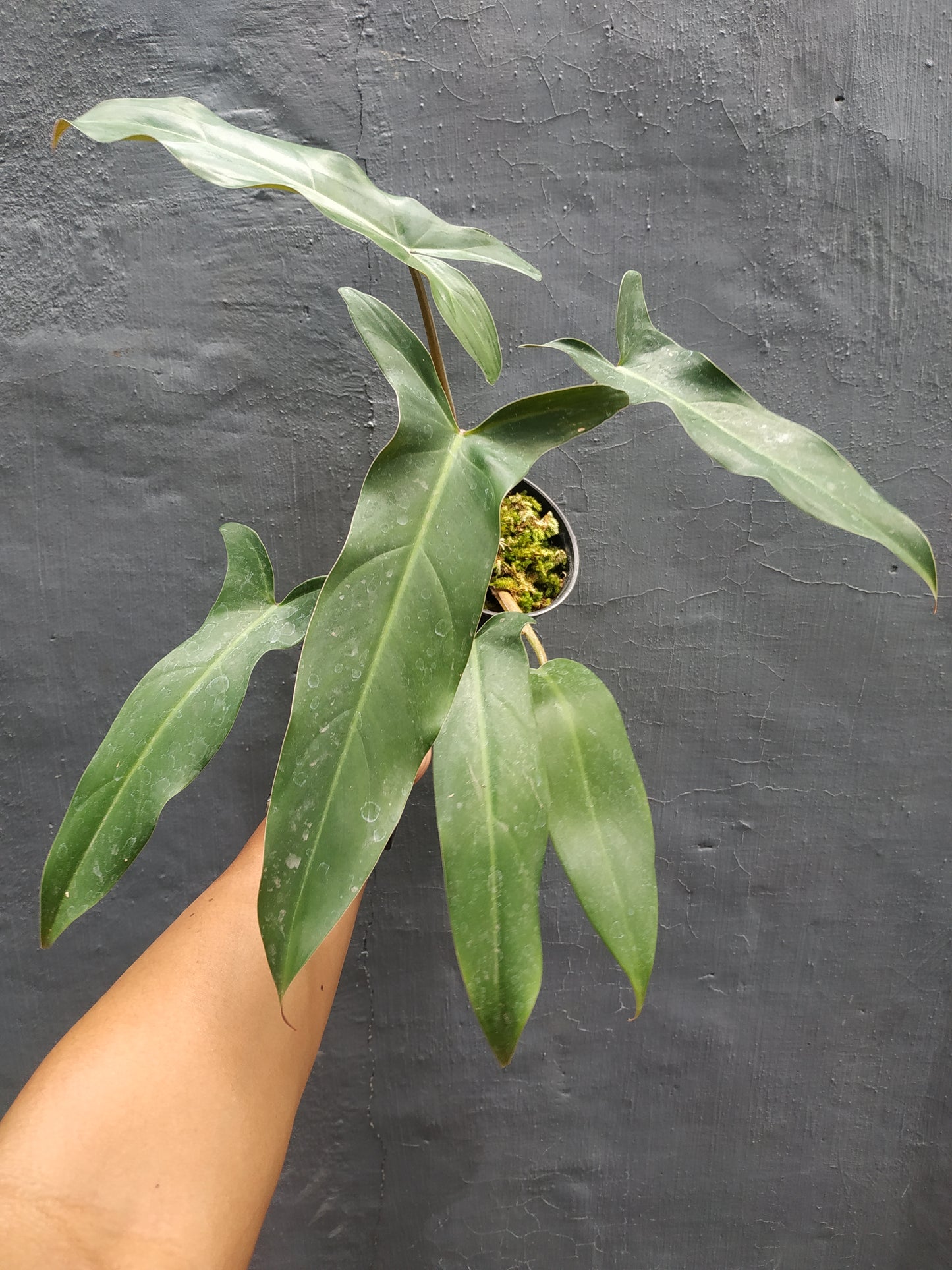 philodendron mexicanum,philodendron