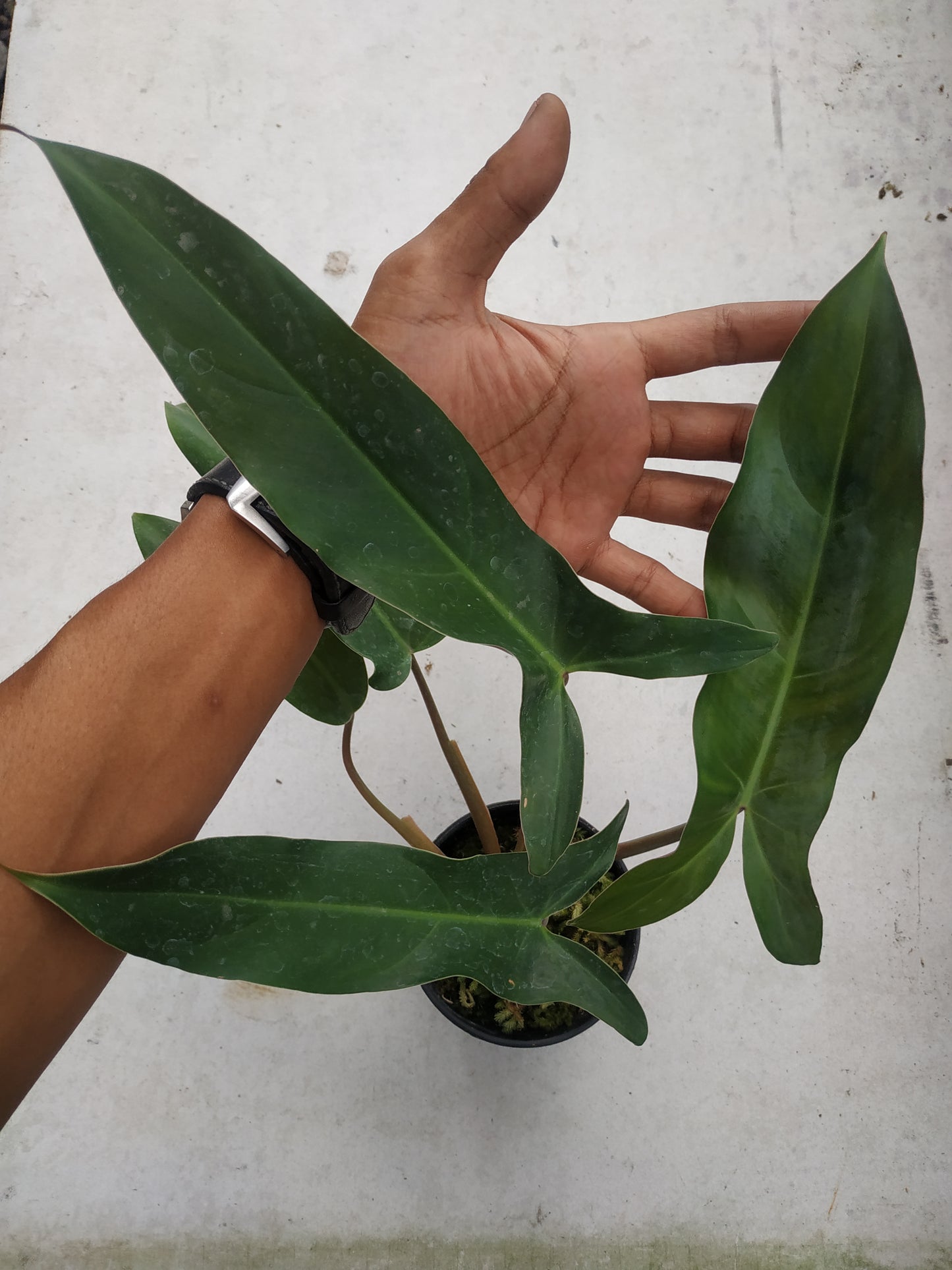 Philodendron Mexicanum