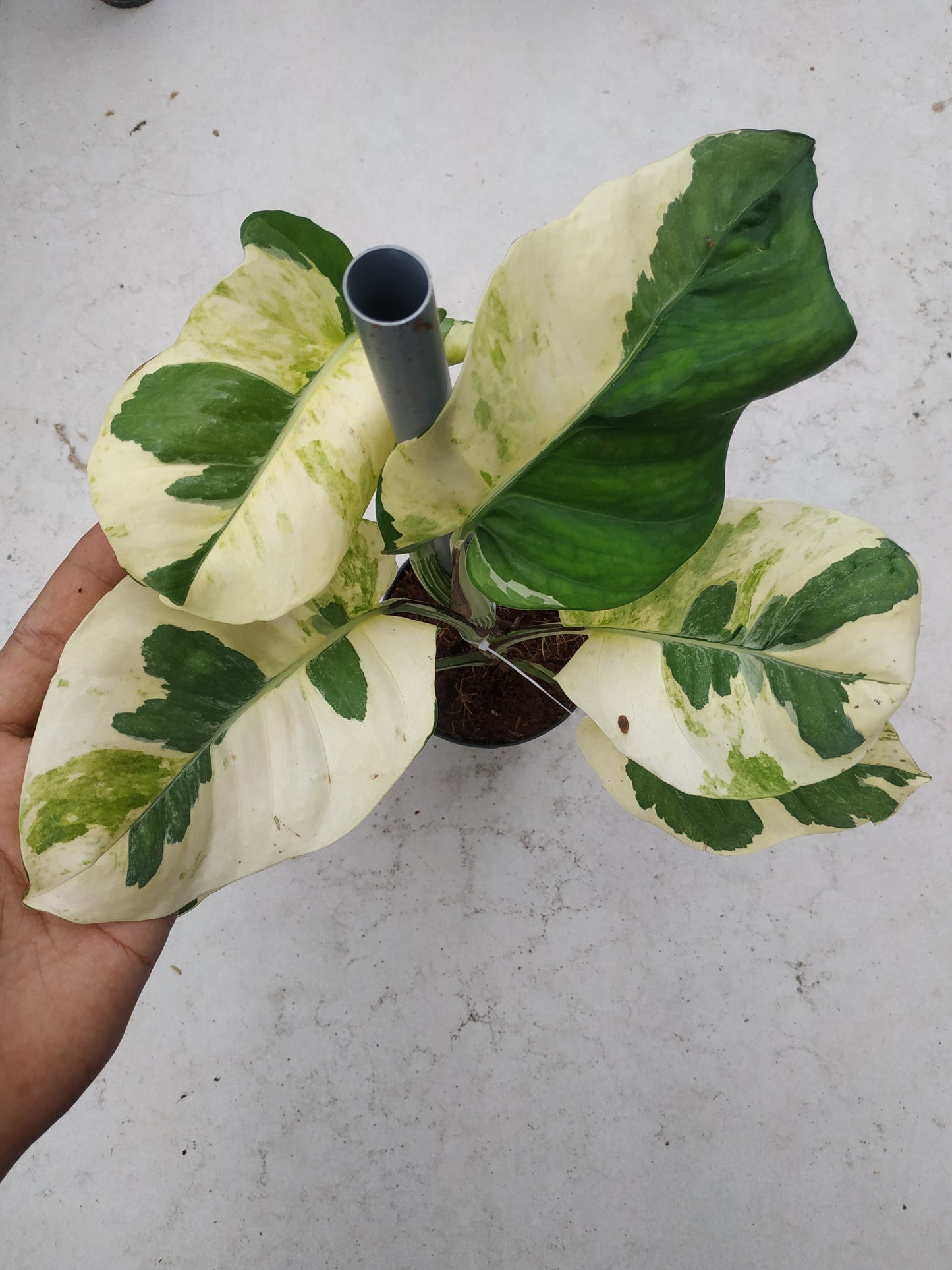 Njoy Pothos Large