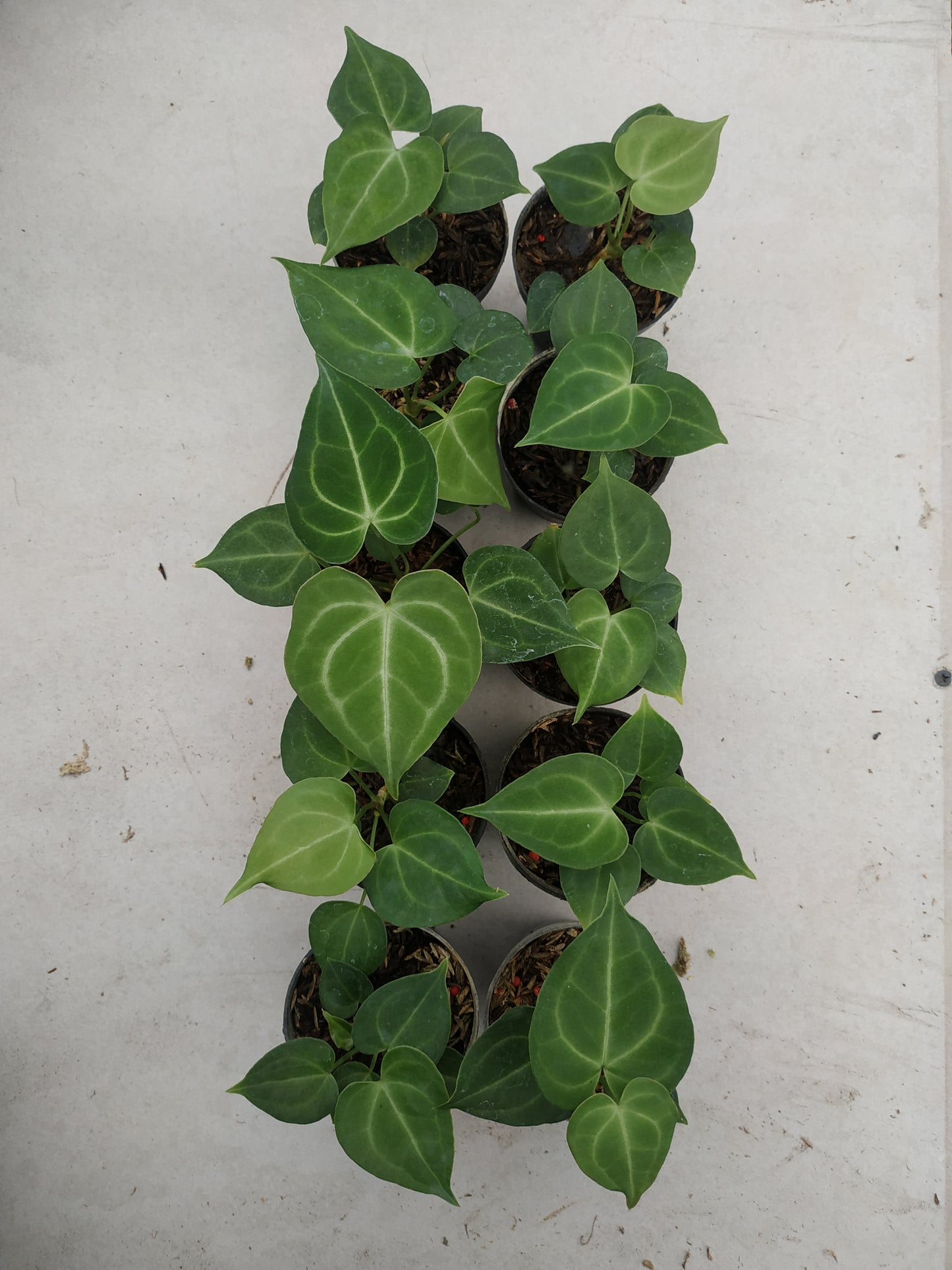 Wholesale 10x Anthurium Clarinervium Small