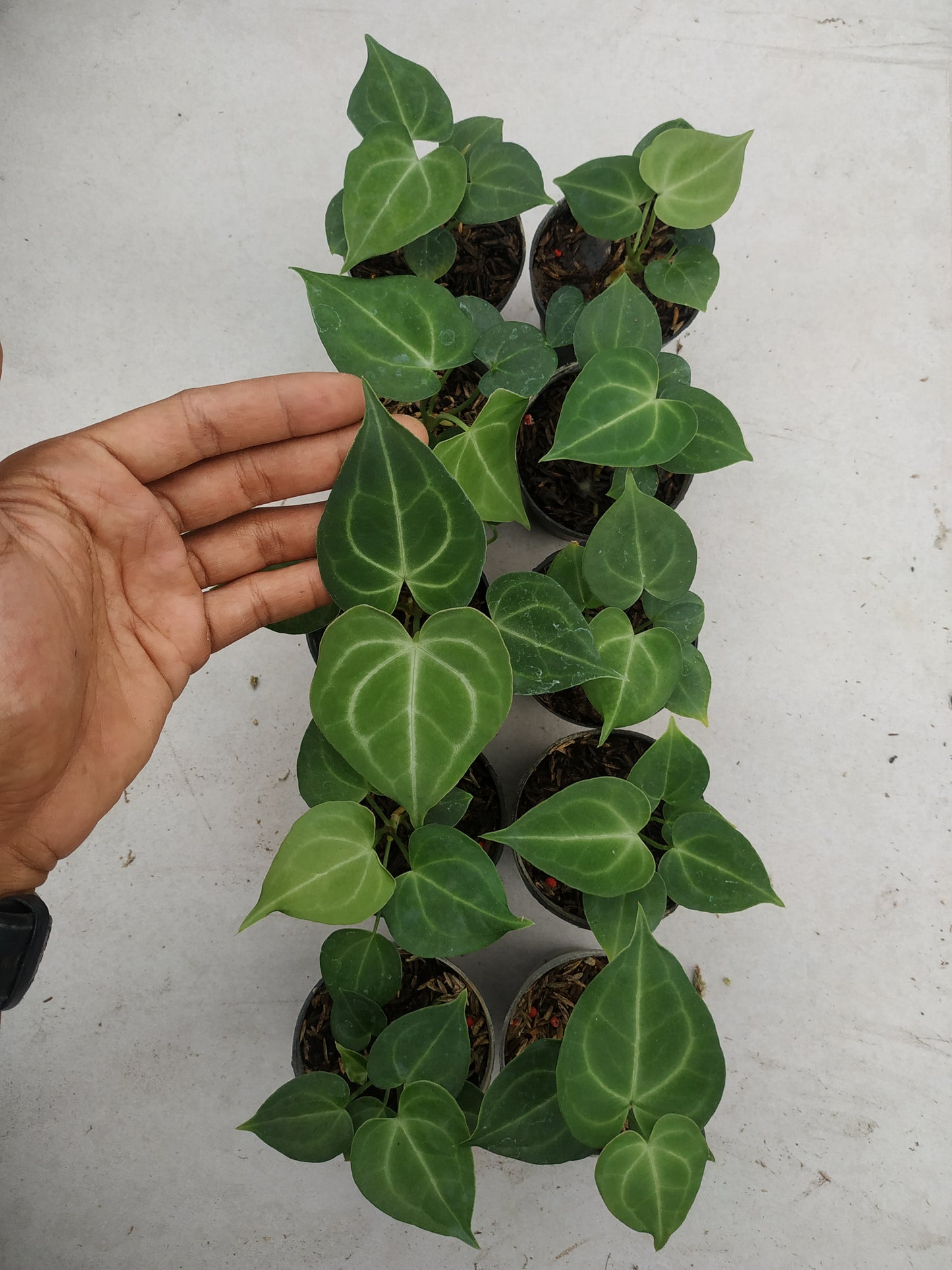 anthurium, live anthurium clarinervium small, live anthurium clarinervium small plants, rare anthurium clarinervium small, rare anthurium clarinervium small live plants, tropical anthurium clarinervium small live plants, wholesale anthurium clarinervium small, outdoor plant, indoor plants, winter plants, summer plants, spring plants, houseplants, rare anthurium clarinervium small plants, live anthurium clarinervium small rare plants
