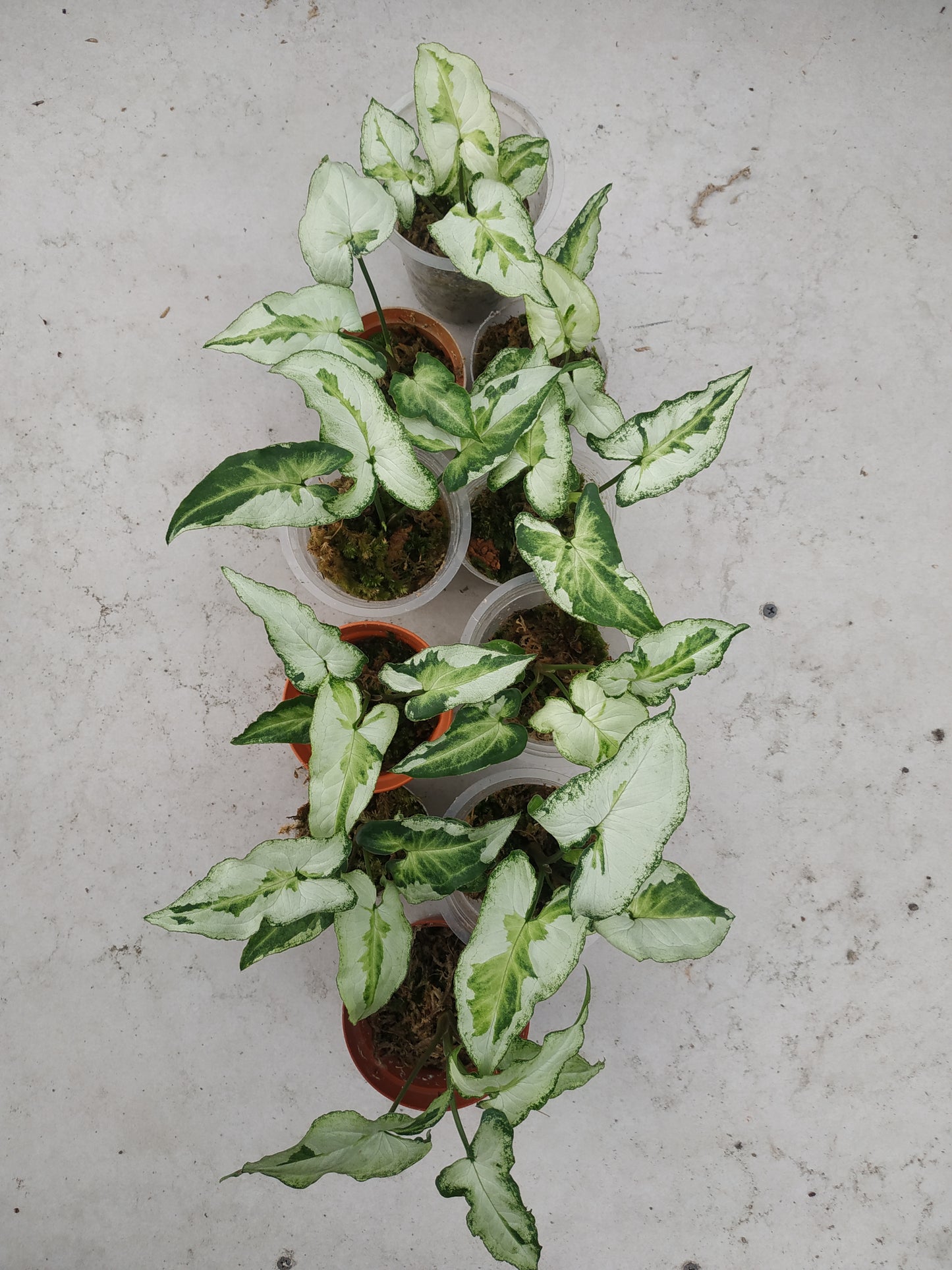 Wholesale 10x Syngonium Three Kings