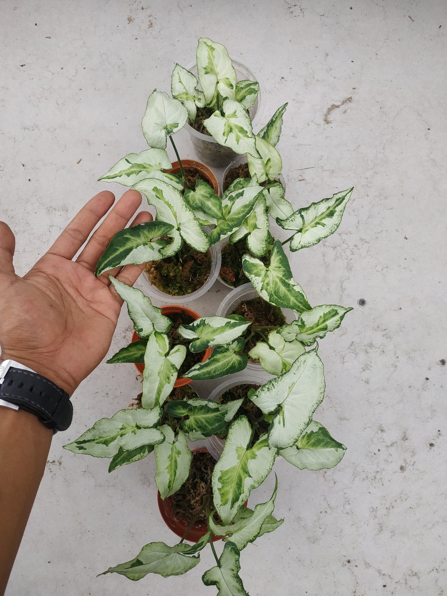 Wholesale 10x Syngonium Three Kings
