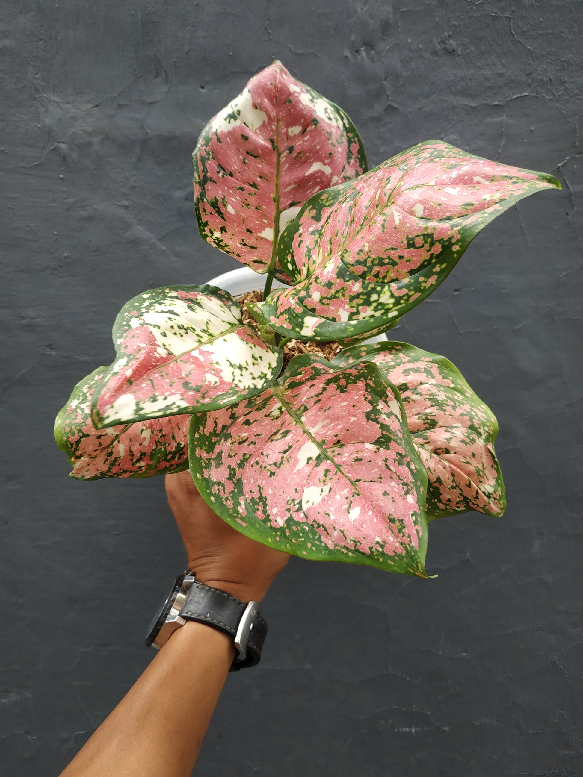 aglaonema tricolor,aglaonema,rare agalonema,aglaonema plants,rare plant,indoor plant,foliage,plant sale