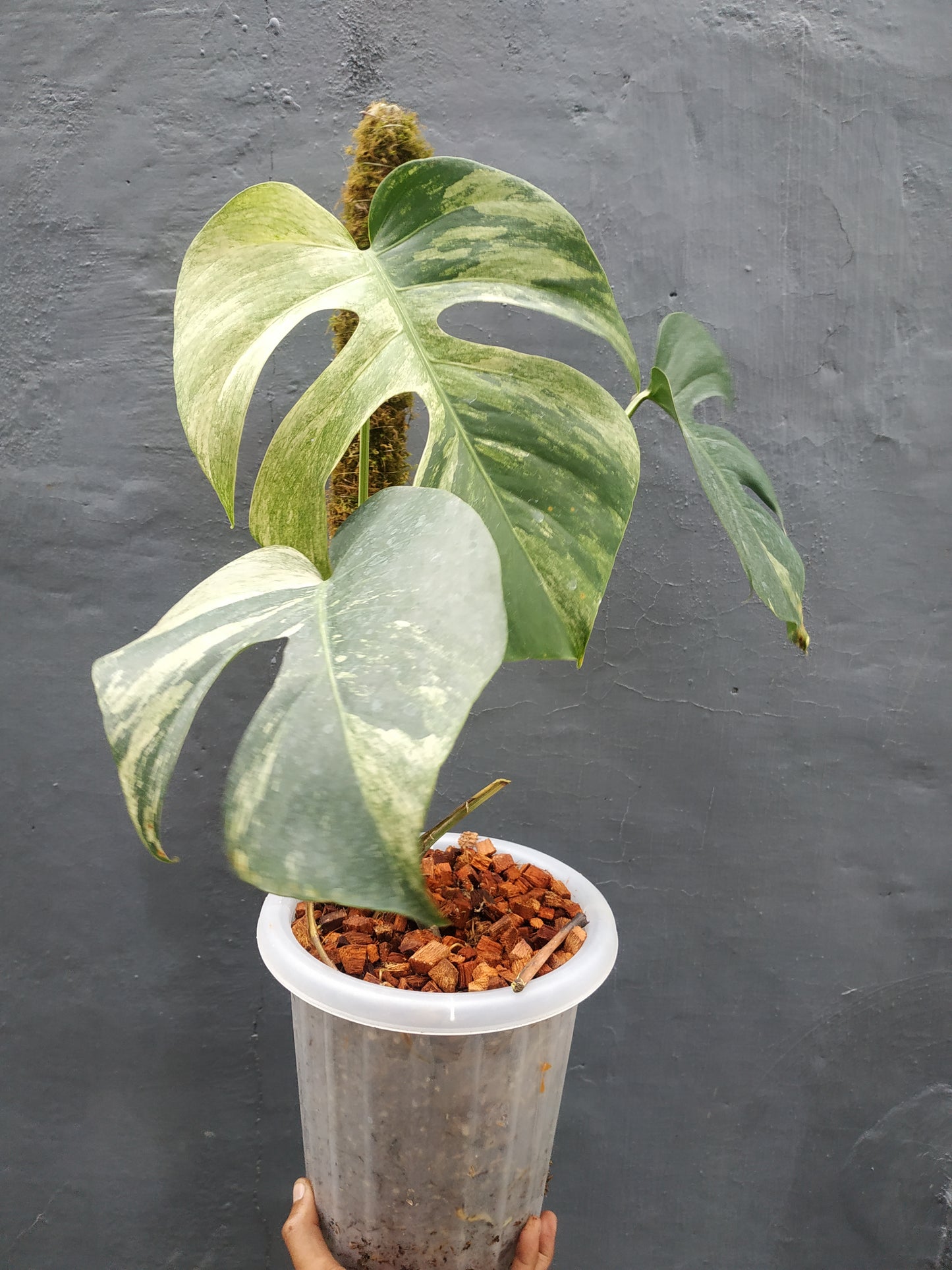 Monstera Deliciosa Mint Variegated