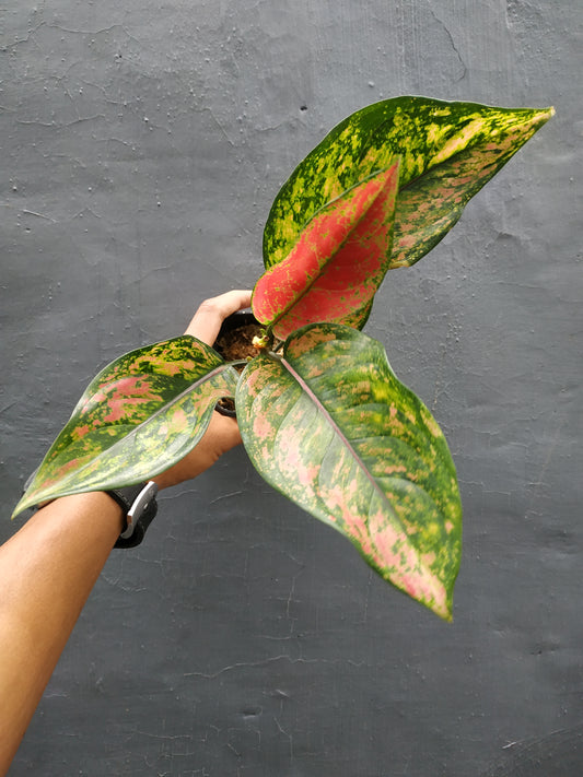 Aglaonema heng heng, live aglaonema heng heng, live aglaonema heng heng plants, rare aglaonema heng heng, rare aglaonema heng heng live plants, tropical aglaonema heng heng live plants, wholesale aglaonema heng heng, outdoor plant, indoor plants, winter plants, summer plants, spring plants, houseplants, rare aglaonema heng heng live plants, live aglaonema heng heng rare plants