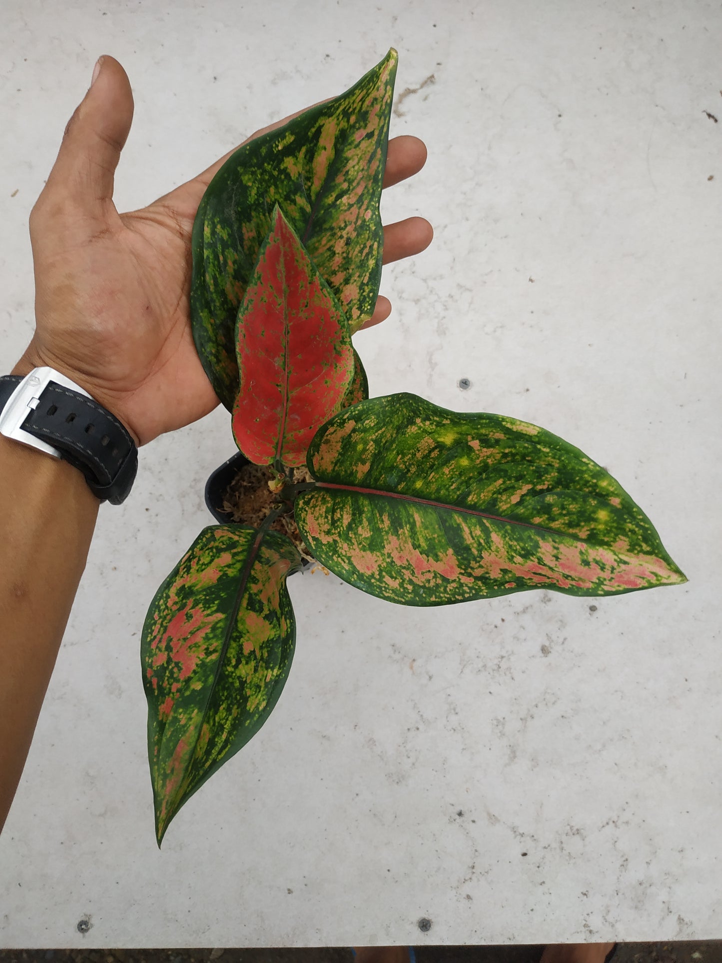 aglaonema heng heng, aglaonema plants, tropical aglaonemaAglaonema heng heng, live aglaonema heng heng, live aglaonema heng heng plants, rare aglaonema heng heng, rare aglaonema heng heng live plants, tropical aglaonema heng heng live plants, wholesale aglaonema heng heng, outdoor plant, indoor plants, winter plants, summer plants, spring plants, houseplants, rare aglaonema heng heng live plants, live aglaonema heng heng rare plants