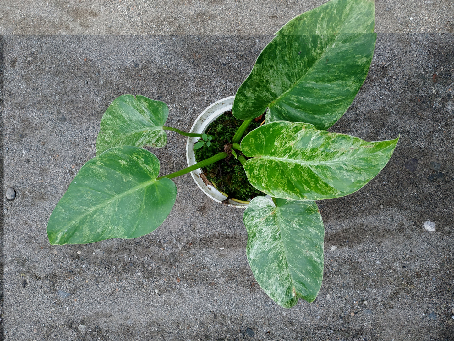 Philodendron Giganteum Marble Variegated Medium