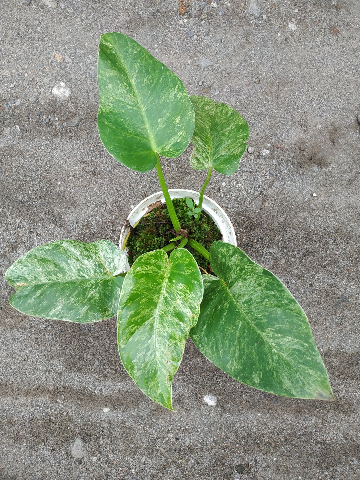 Philodendron Giganteum Marble Variegated Medium