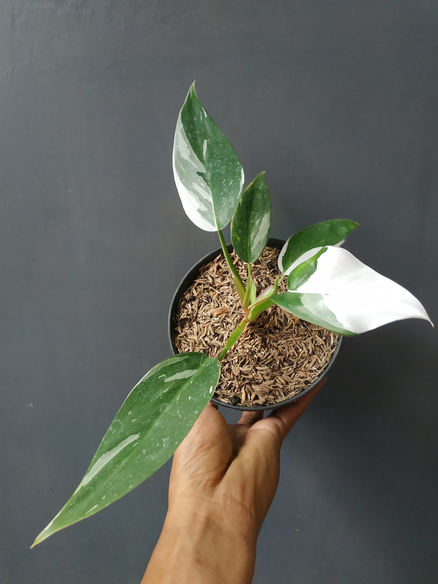 Philodendron White Princess, Philodendron Anderson, Philodendron Jose Buono