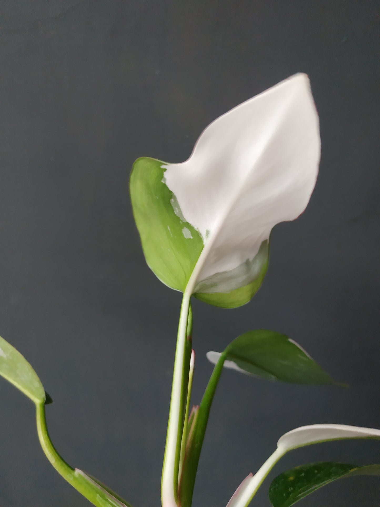 Philodendron White Princess Variegated
