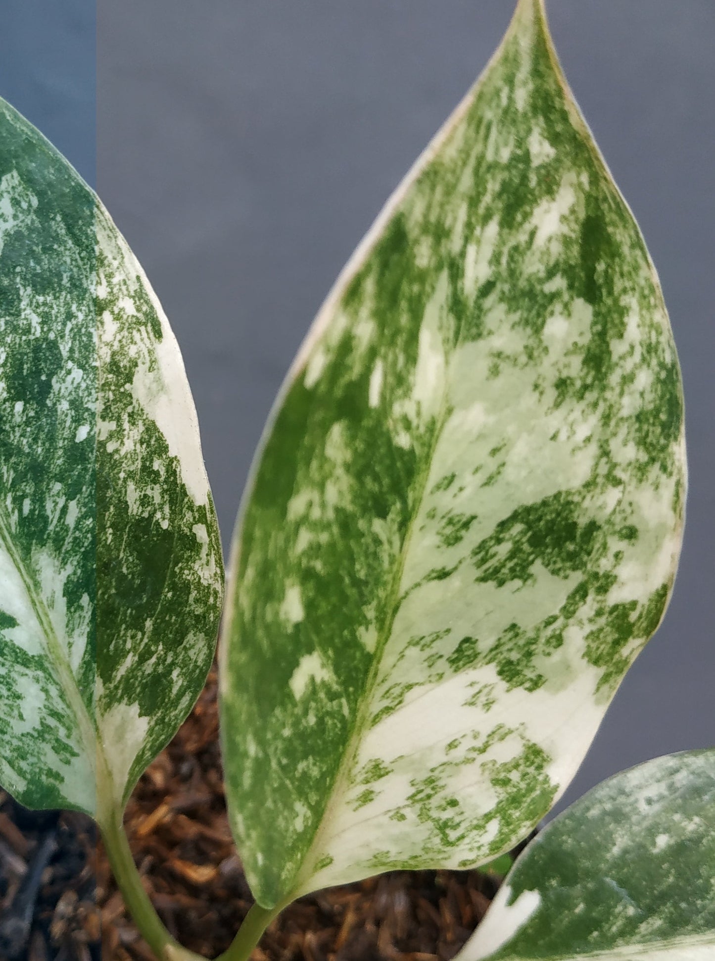 aglaonema, live aglaonema siam jade variegated, live aglaonema siam jade variegated plants, rare aglaonema siam jade variegated, rare aglaonema siam jade variegated live plants, tropical aglaonema siam jade variegated live plants, wholesale aglaonema siam jade variegated, outdoor plant, indoor plants, winter plants, summer plants, spring plants, houseplants, rare aglaonema siam jade variegated plants, live aglaonema siam jade variegated rare plants