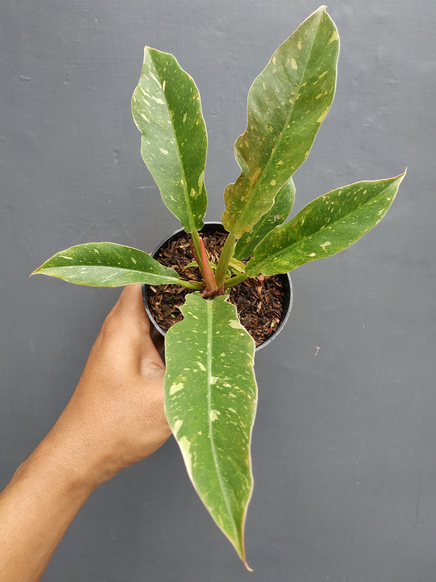 philodendron ring of fire,philodendron rof,philodendron,philodendron variegated