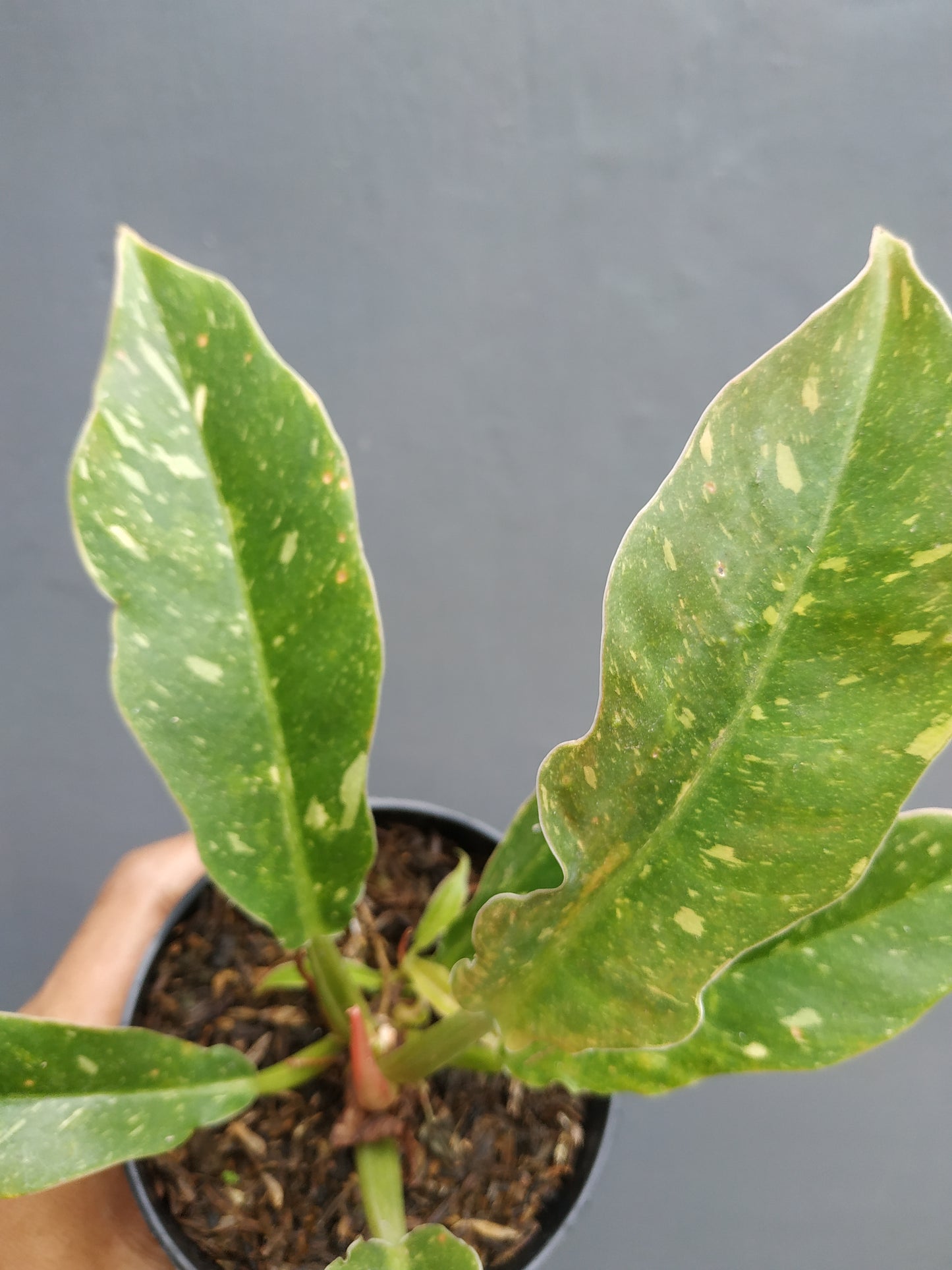 Philodendron Ring Of Fire