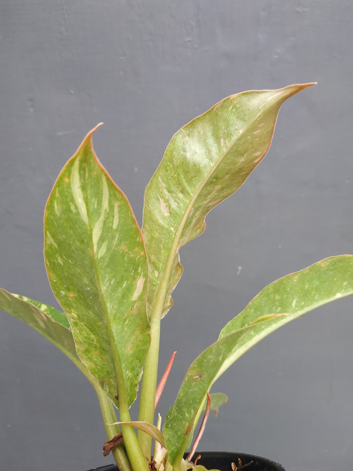 Philodendron Ring Of Fire