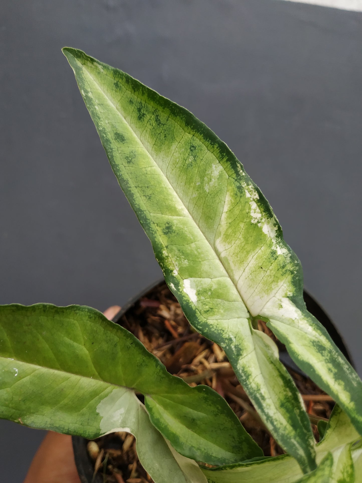 Syngonium Angustatum Variegated
