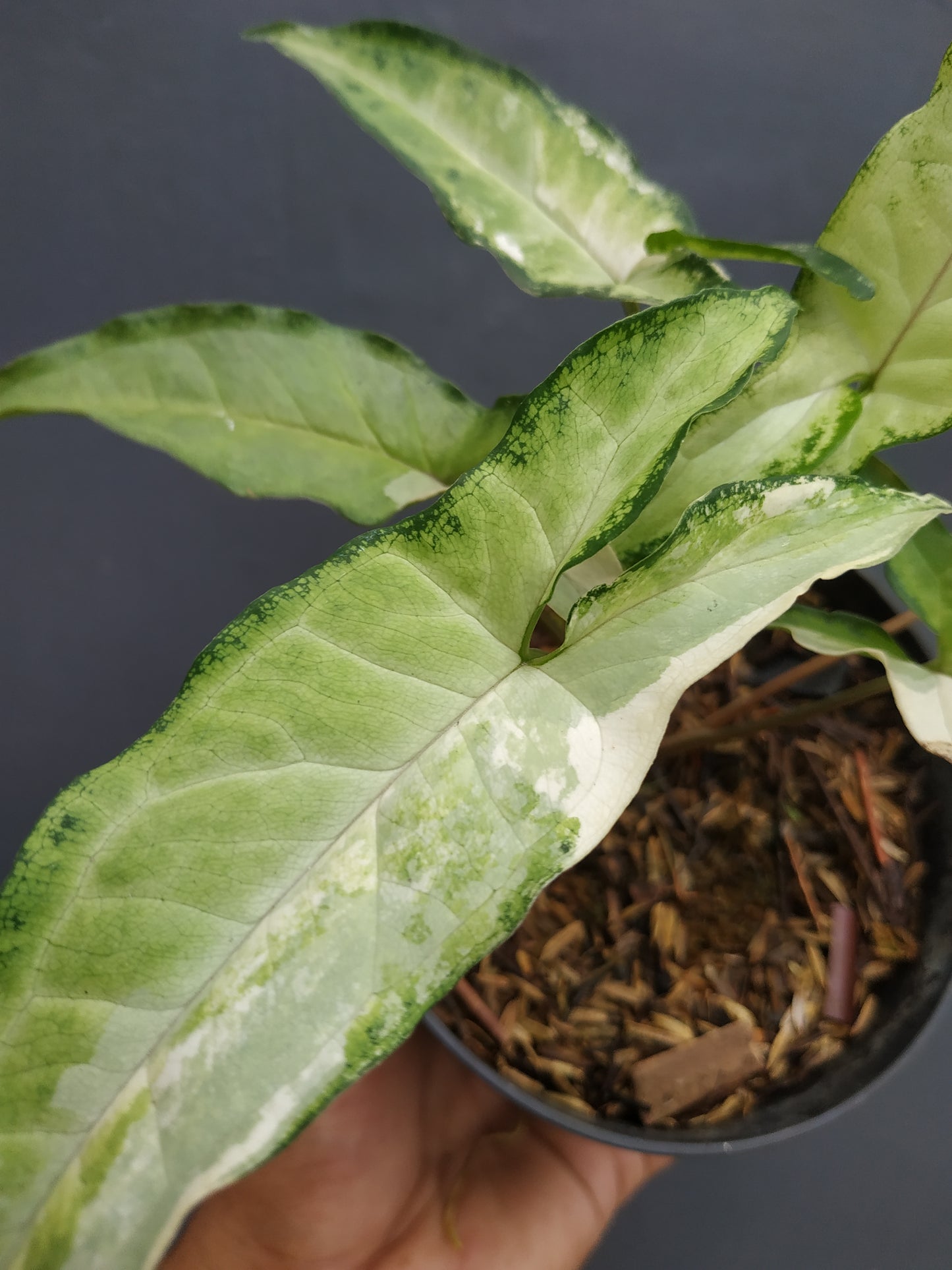 Syngonium Angustatum Variegated