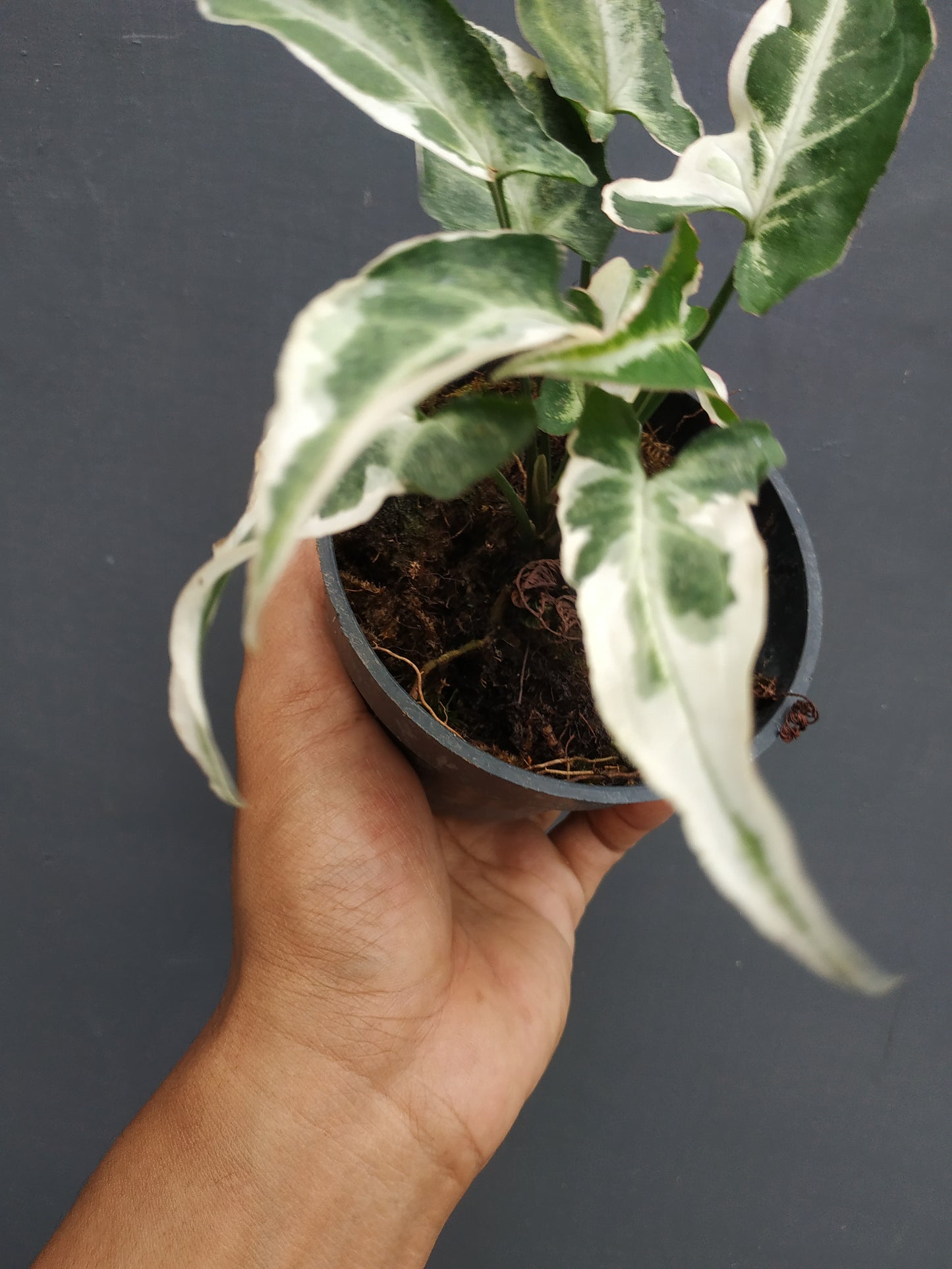 Syngonium T25