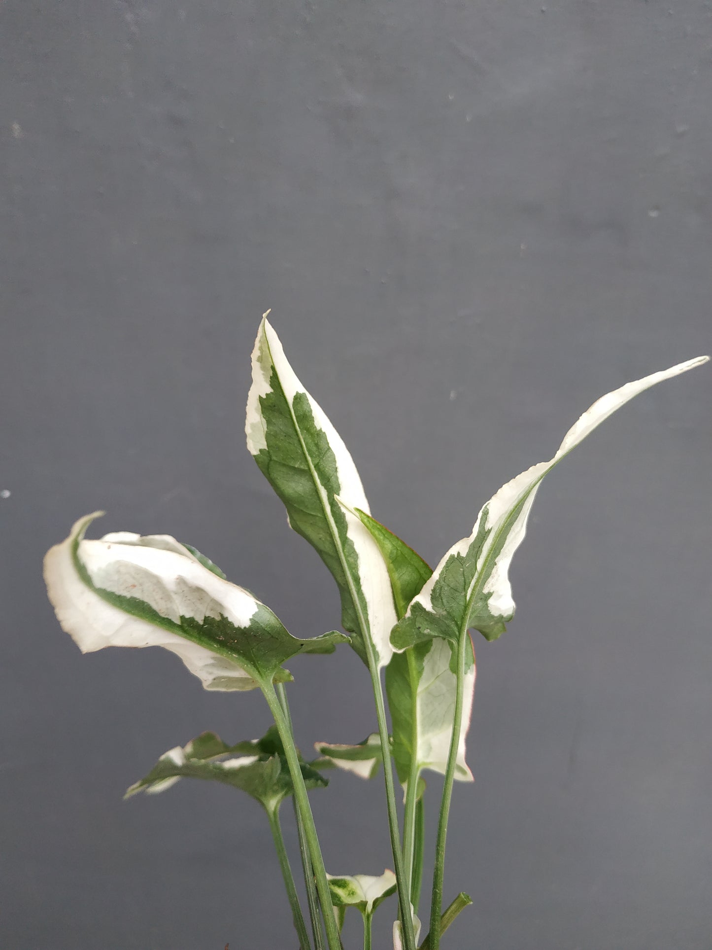 Syngonium T25