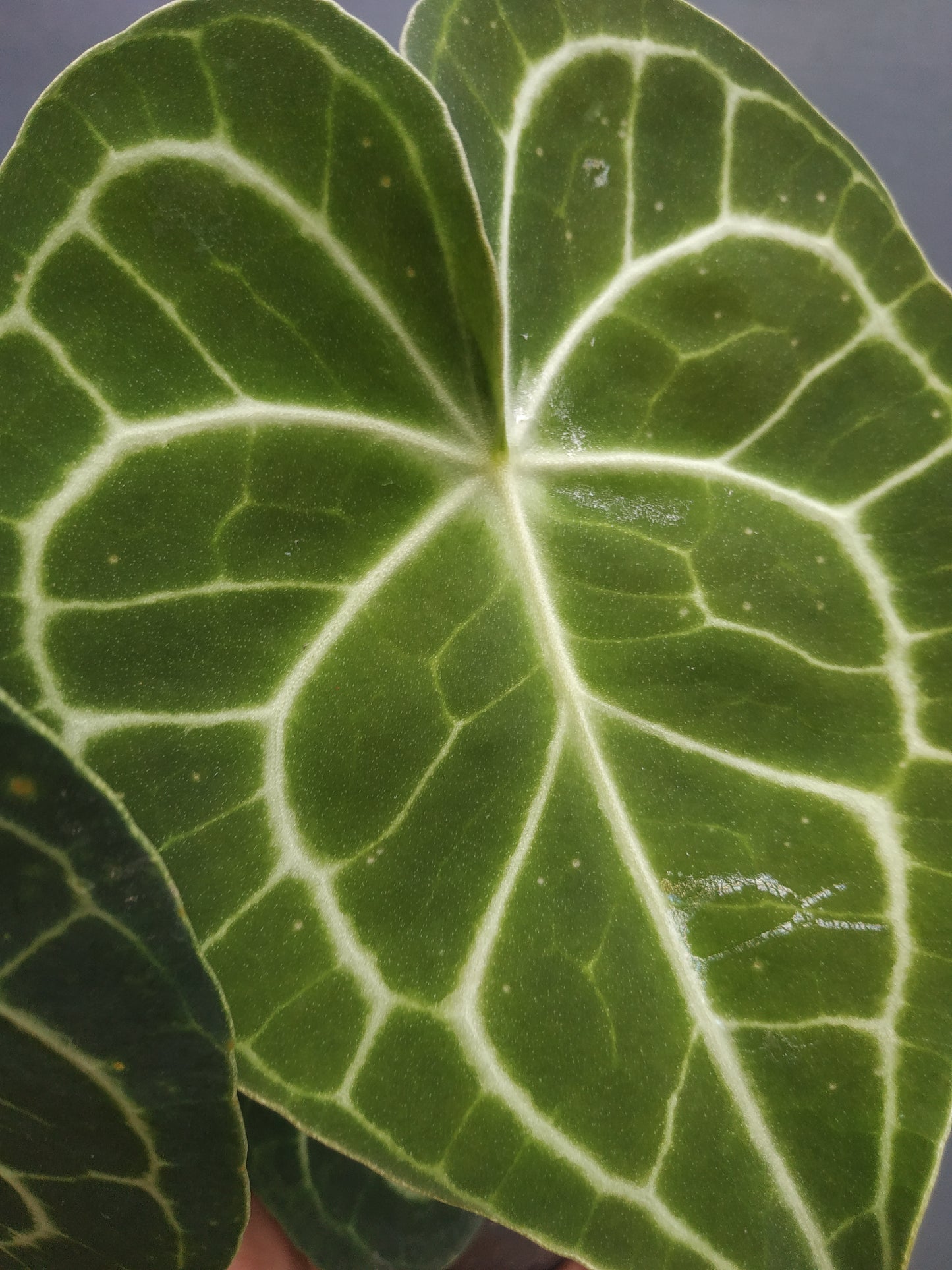 anthurium, live anthurium clarinervium medium, live anthurium clarinervium medium plants, rare anthurium clarinervium medium, rare anthurium clarinervium medium live plants, tropical anthurium clarinervium medium live plants, wholesale anthurium clarinervium medium, outdoor plant, indoor plants, winter plants, summer plants, spring plants, houseplants, rare anthurium clarinervium medium plants, live anthurium clarinervium medium rare plants