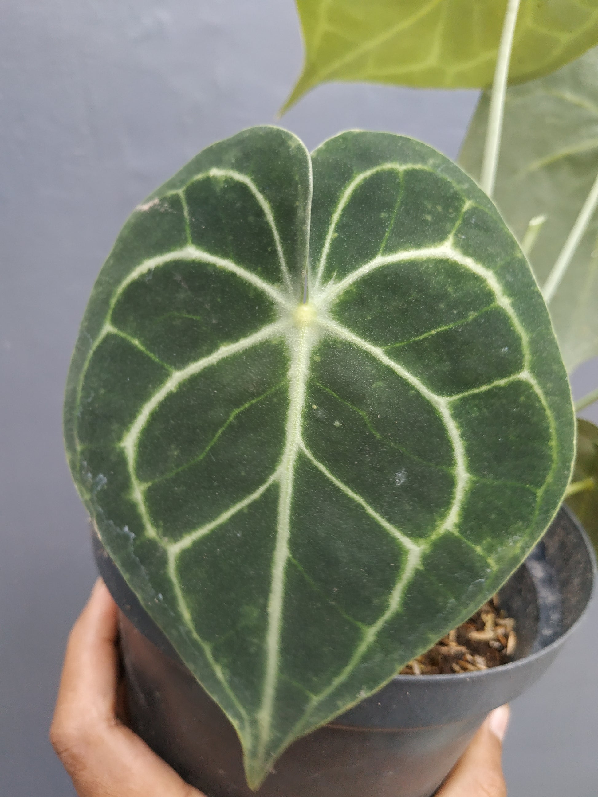 anthurium, live anthurium clarinervium medium, live anthurium clarinervium medium plants, rare anthurium clarinervium medium, rare anthurium clarinervium medium live plants, tropical anthurium clarinervium medium live plants, wholesale anthurium clarinervium medium, outdoor plant, indoor plants, winter plants, summer plants, spring plants, houseplants, rare anthurium clarinervium medium plants, live anthurium clarinervium medium rare plants