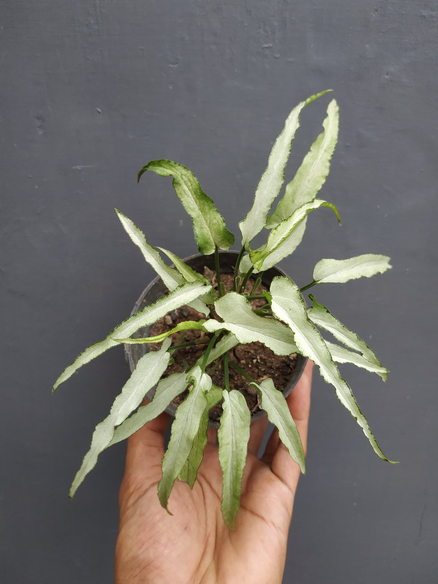 Syngonoium ngern laima, syngonium