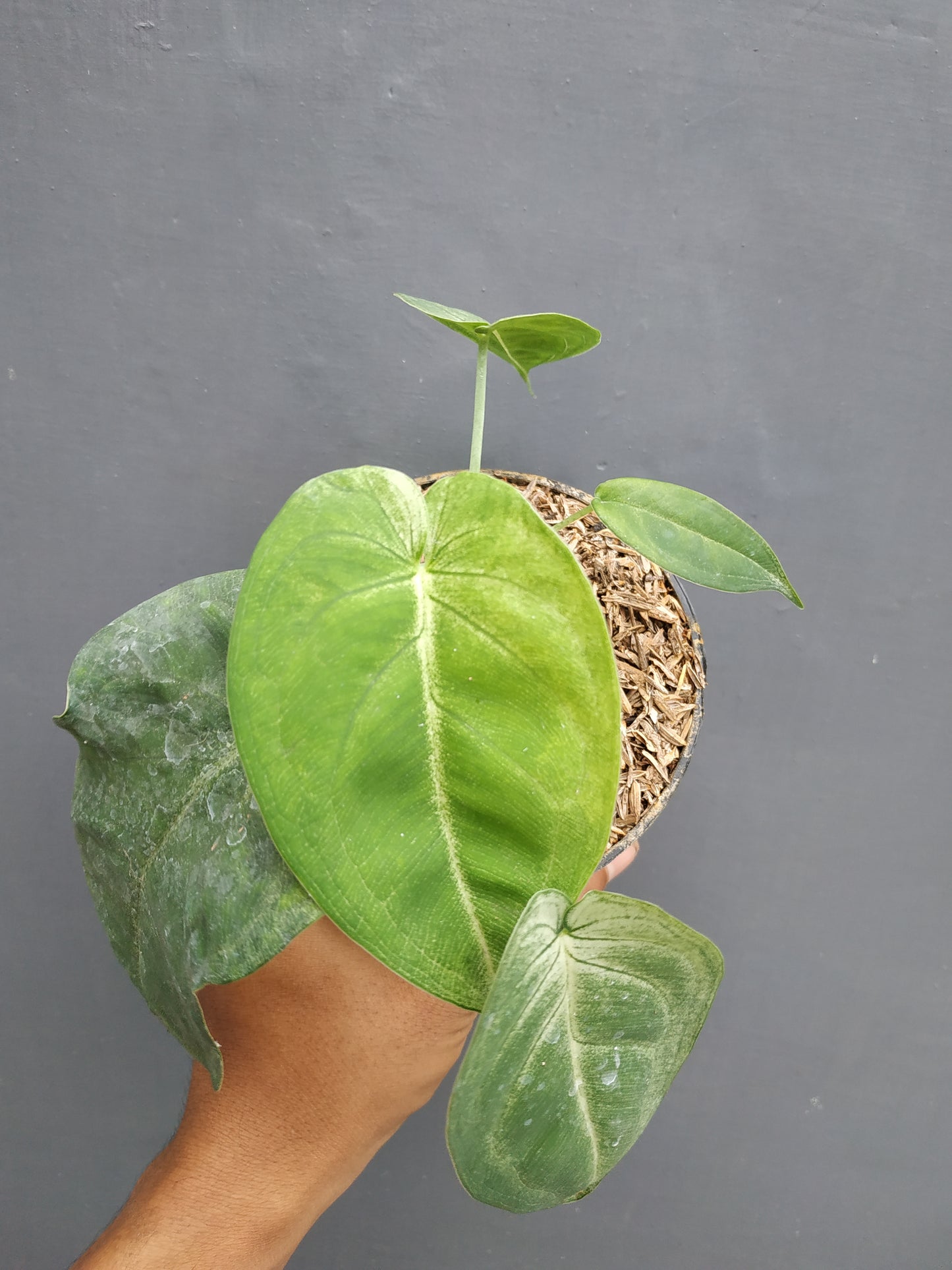 Syngonium Macrophyllum Frosted Heart a. k. a Ice Frost