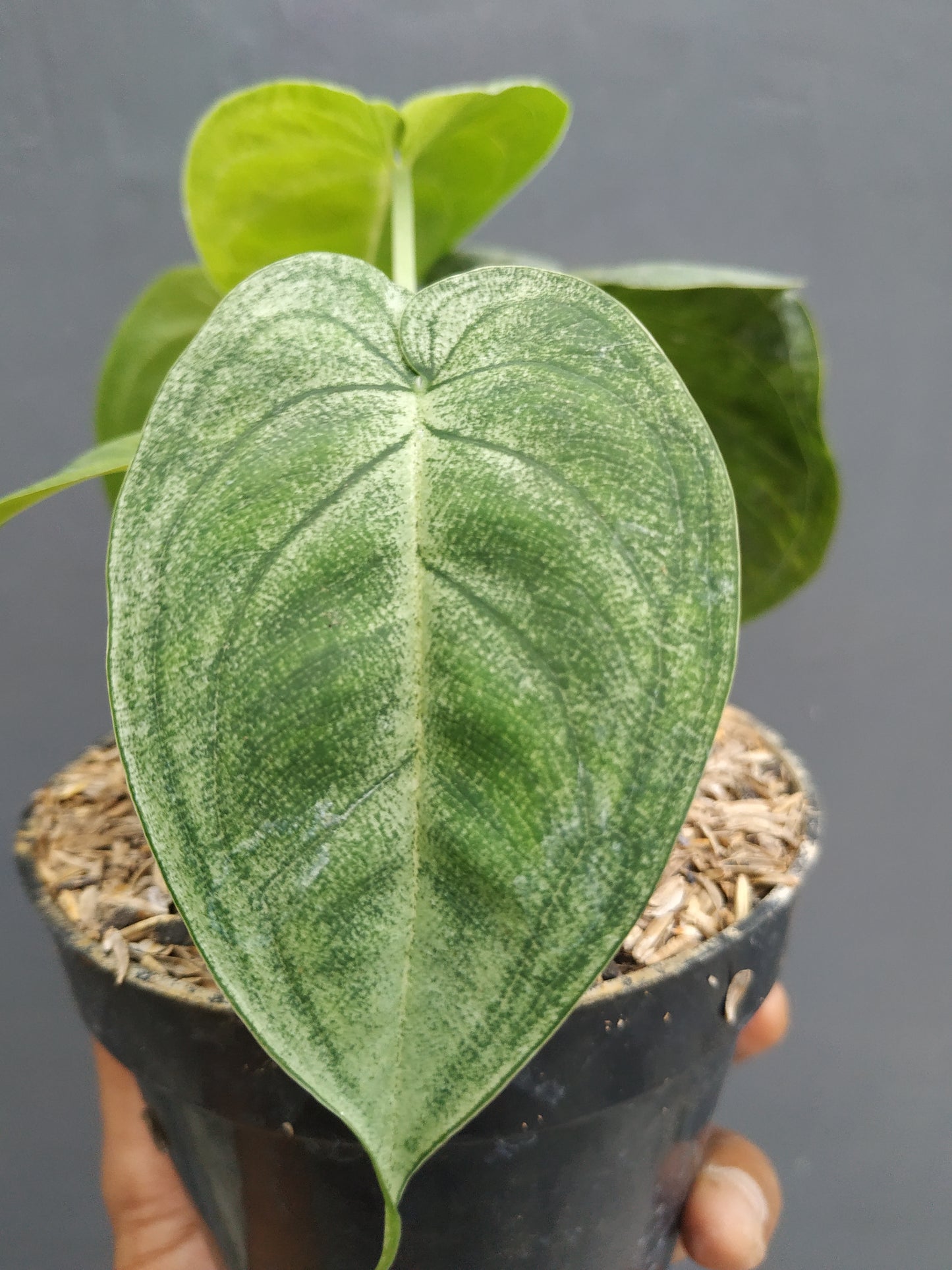 Syngonium Macrophyllum Frosted Heart a. k. a Ice Frost