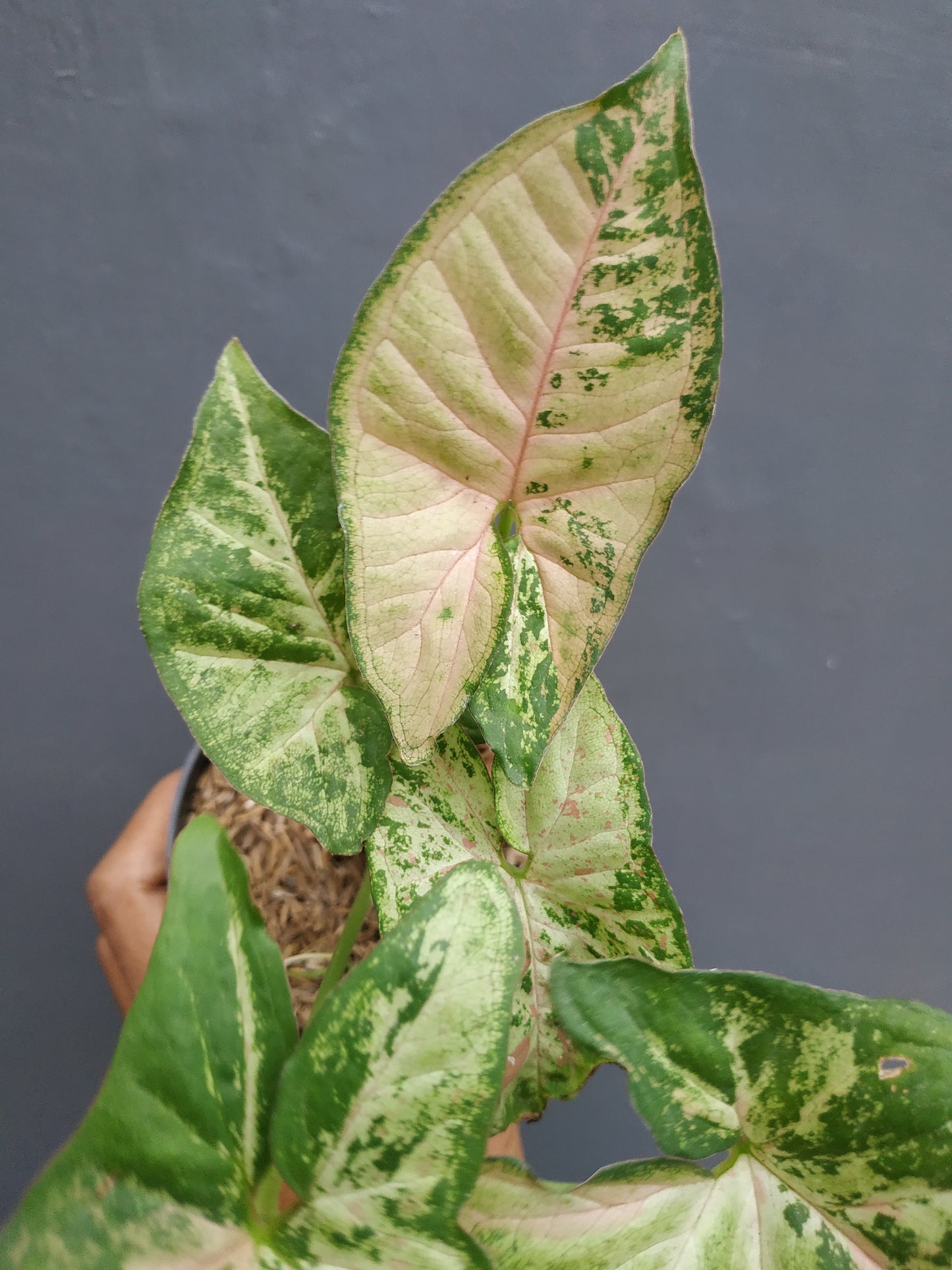 Syngonium Confetti Tricolor