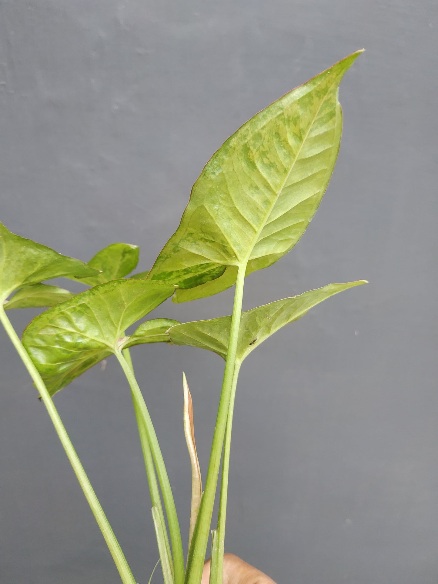 Syngonium Confetti Tricolor