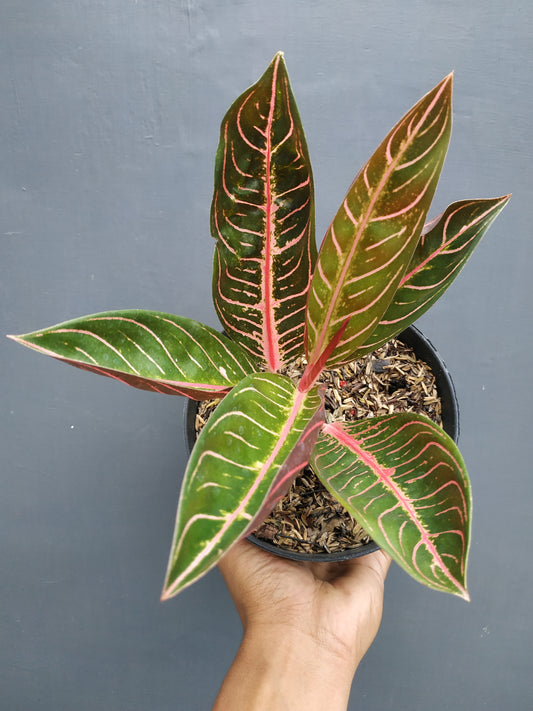 Aglaonema pride of sumatra, live aglaonema pride of sumatra, live aglaonema pride of sumatra plants, rare aglaonema pride of sumatra, rare aglaonema pride of sumatra live plants, tropical aglaonema pride of sumatra live plants, wholesale aglaonema pride of sumatra, outdoor plant, indoor plants, winter plants, summer plants, spring plants, houseplants, rare aglaonema pride of sumatra live plants, live aglaonema pride of sumatra rare plants