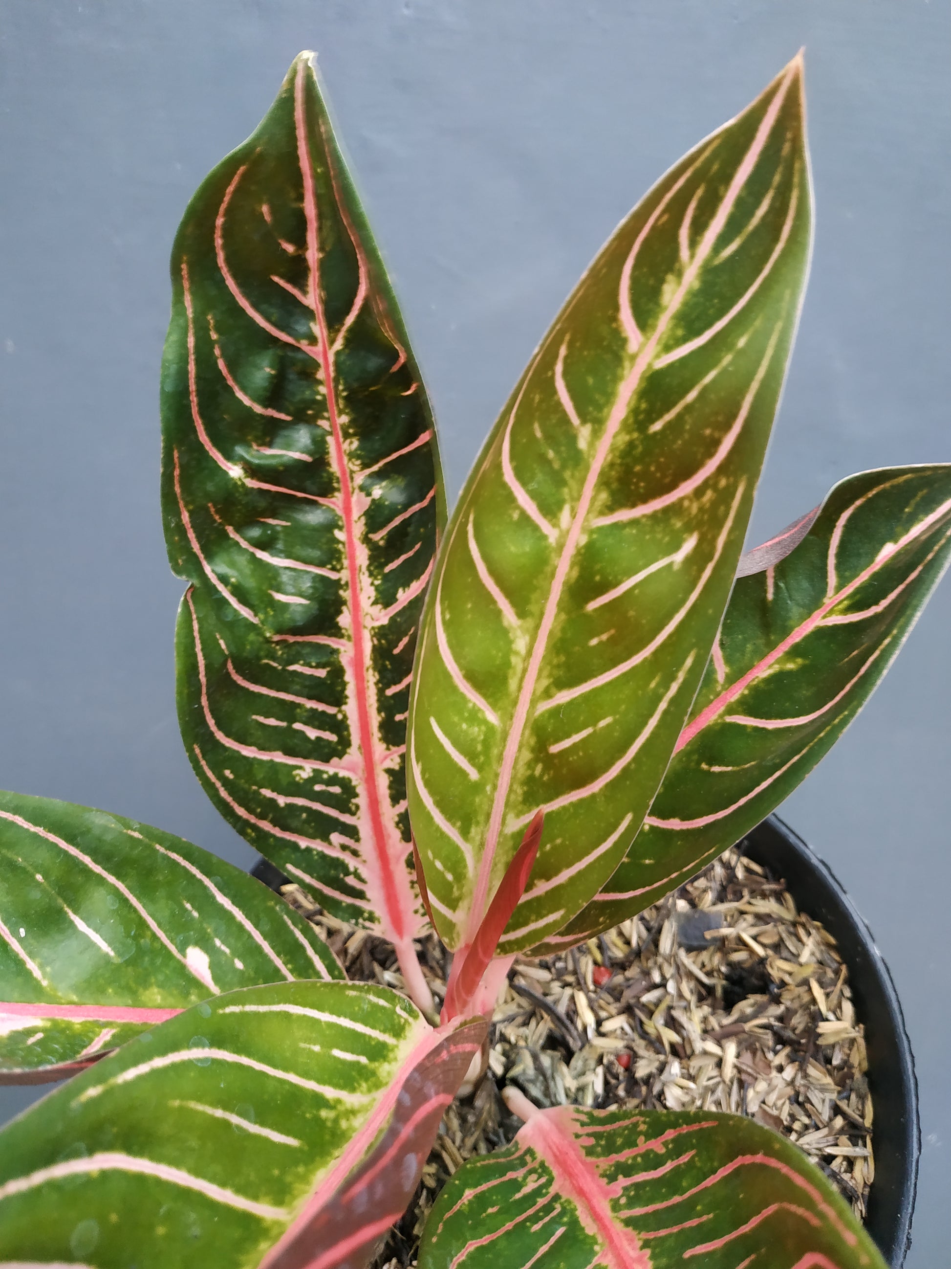 Aglaonema pride of sumatra, live aglaonema pride of sumatra, live aglaonema pride of sumatra plants, rare aglaonema pride of sumatra, rare aglaonema pride of sumatra live plants, tropical aglaonema pride of sumatra live plants, wholesale aglaonema pride of sumatra, outdoor plant, indoor plants, winter plants, summer plants, spring plants, houseplants, rare aglaonema pride of sumatra live plants, live aglaonema pride of sumatra rare plants