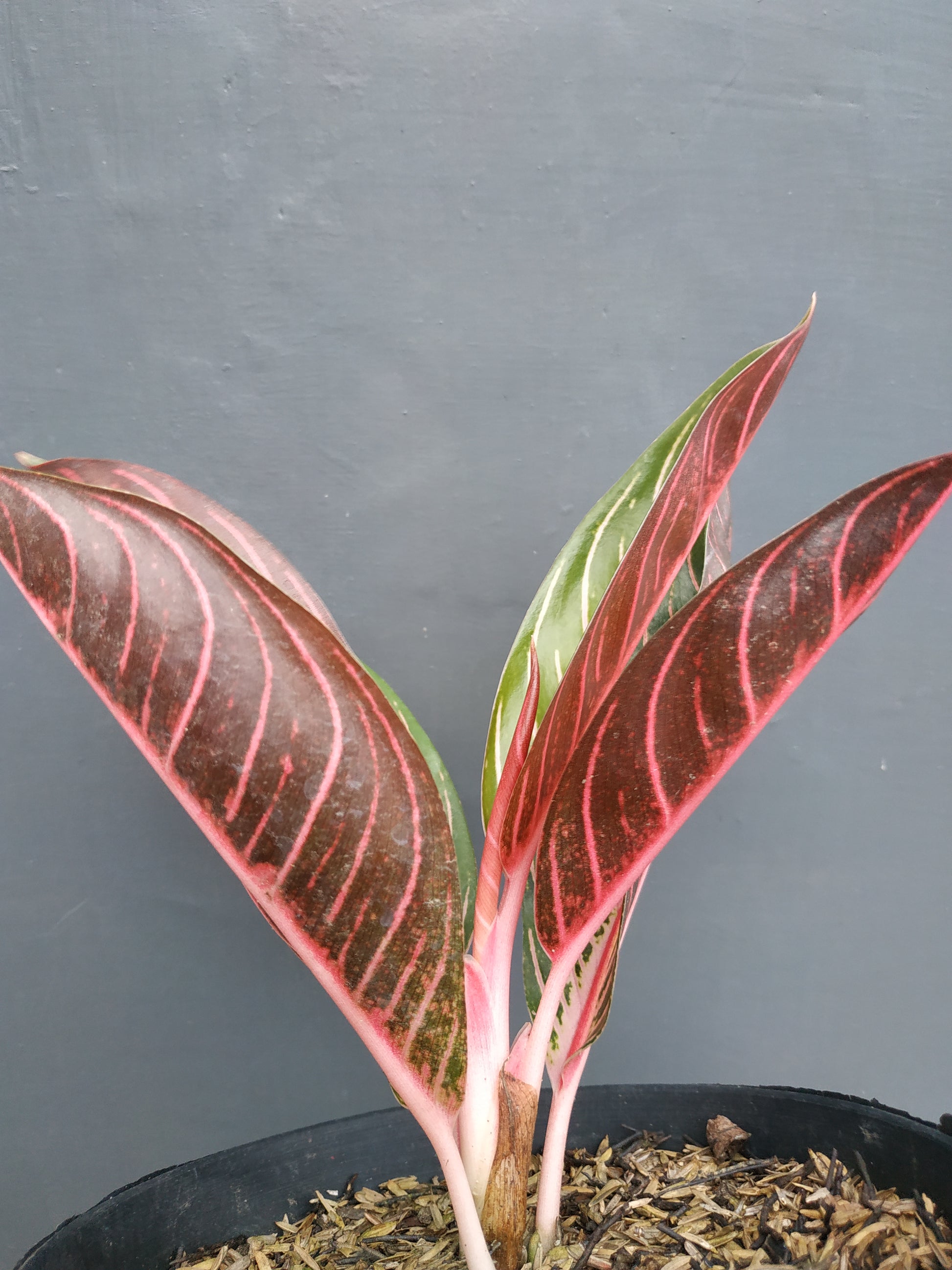 Aglaonema pride of sumatra, live aglaonema pride of sumatra, live aglaonema pride of sumatra plants, rare aglaonema pride of sumatra, rare aglaonema pride of sumatra live plants, tropical aglaonema pride of sumatra live plants, wholesale aglaonema pride of sumatra, outdoor plant, indoor plants, winter plants, summer plants, spring plants, houseplants, rare aglaonema pride of sumatra live plants, live aglaonema pride of sumatra rare plants