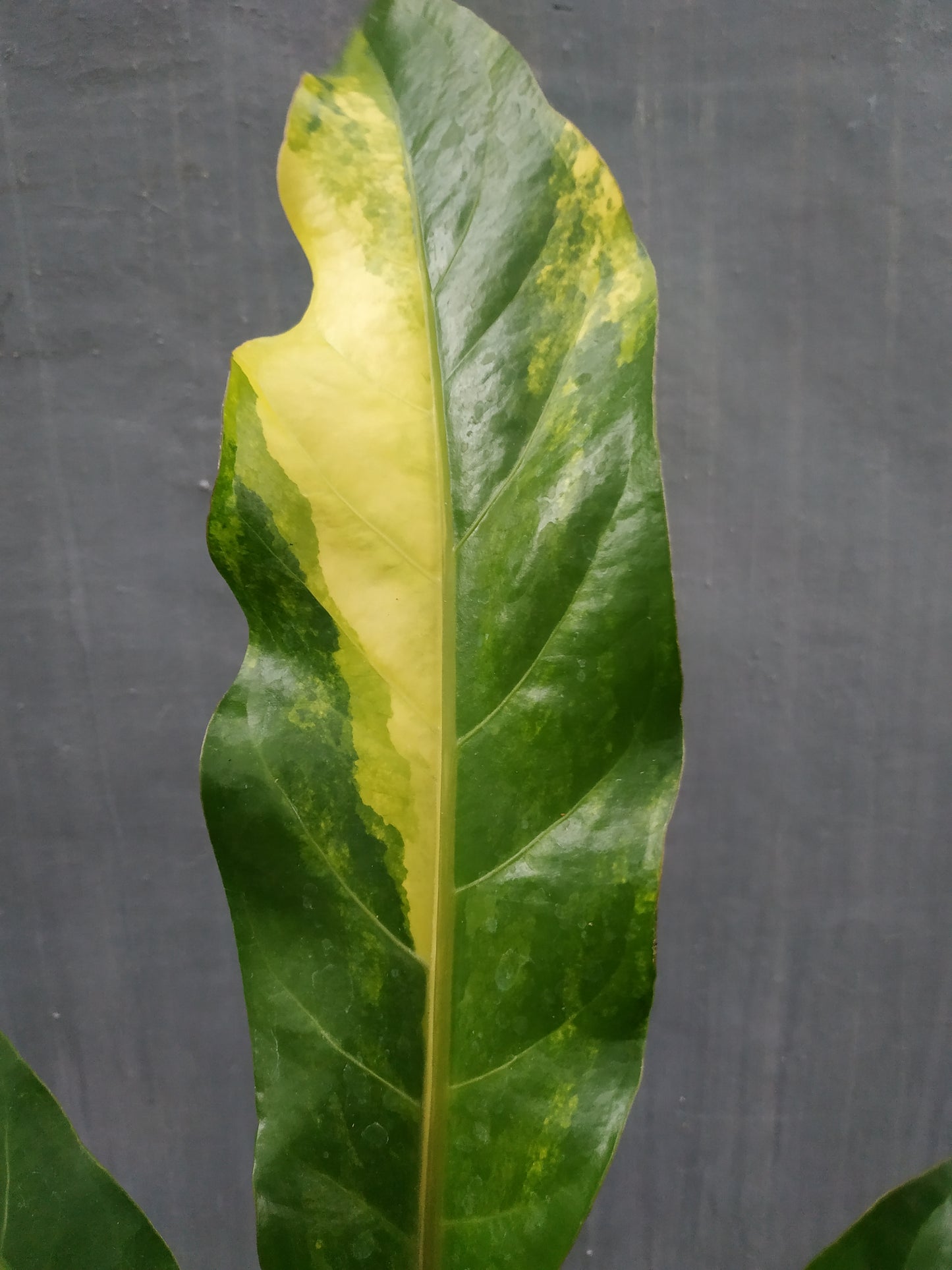 anthurium, live anthurium hookeri variegated, live anthurium hookeri variegated plants, rare anthurium hookeri variegated, rare anthurium hookeri variegated live plants, tropical anthurium hookeri variegated live plants, wholesale anthurium hookeri variegated, outdoor plant, indoor plants, winter plants, summer plants, spring plants, houseplants, rare anthurium hookeri variegated plants, live anthurium hookeri variegated rare plants