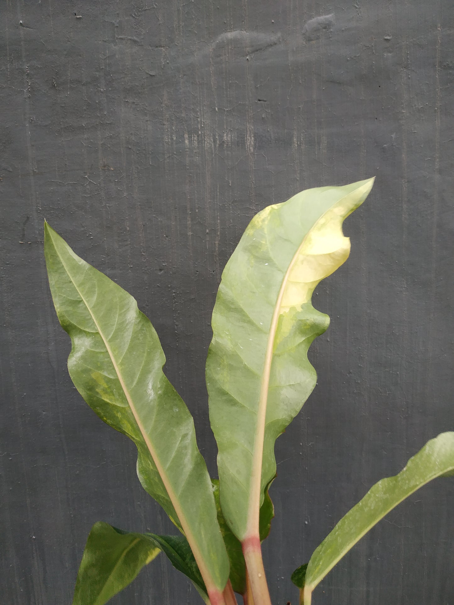 anthurium, live anthurium hookeri variegated, live anthurium hookeri variegated plants, rare anthurium hookeri variegated, rare anthurium hookeri variegated live plants, tropical anthurium hookeri variegated live plants, wholesale anthurium hookeri variegated, outdoor plant, indoor plants, winter plants, summer plants, spring plants, houseplants, rare anthurium hookeri variegated plants, live anthurium hookeri variegated rare plants