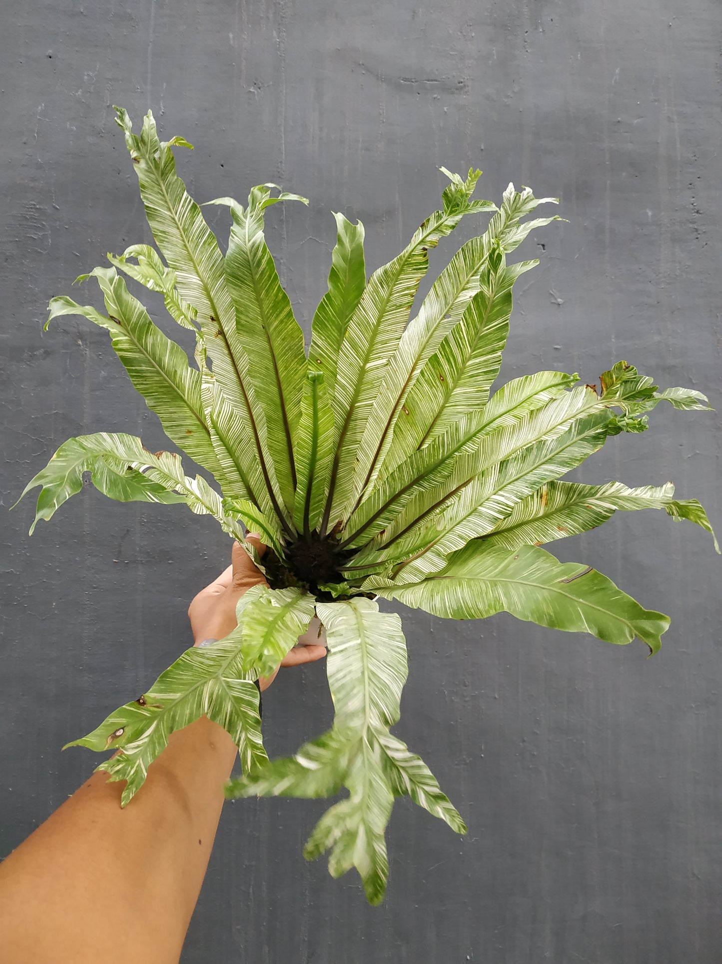asplenium nidus bird nest fern variegated, live asplenium nidus bird nest fern variegated, rare asplenium nidus bird nest fern variegated, rare asplenium nidus bird nest fern variegated plants, tropical asplenium nidus bird nest fern variegated live plants, wholesale asplenium nidus bird nest fern variegated, outdoor plant, indoor plants, winter plants, summer plants, spring plants, houseplants, rare asplenium nidus bird nest fern variegated plants, live asplenium nidus bird nest fern variegated rare plants