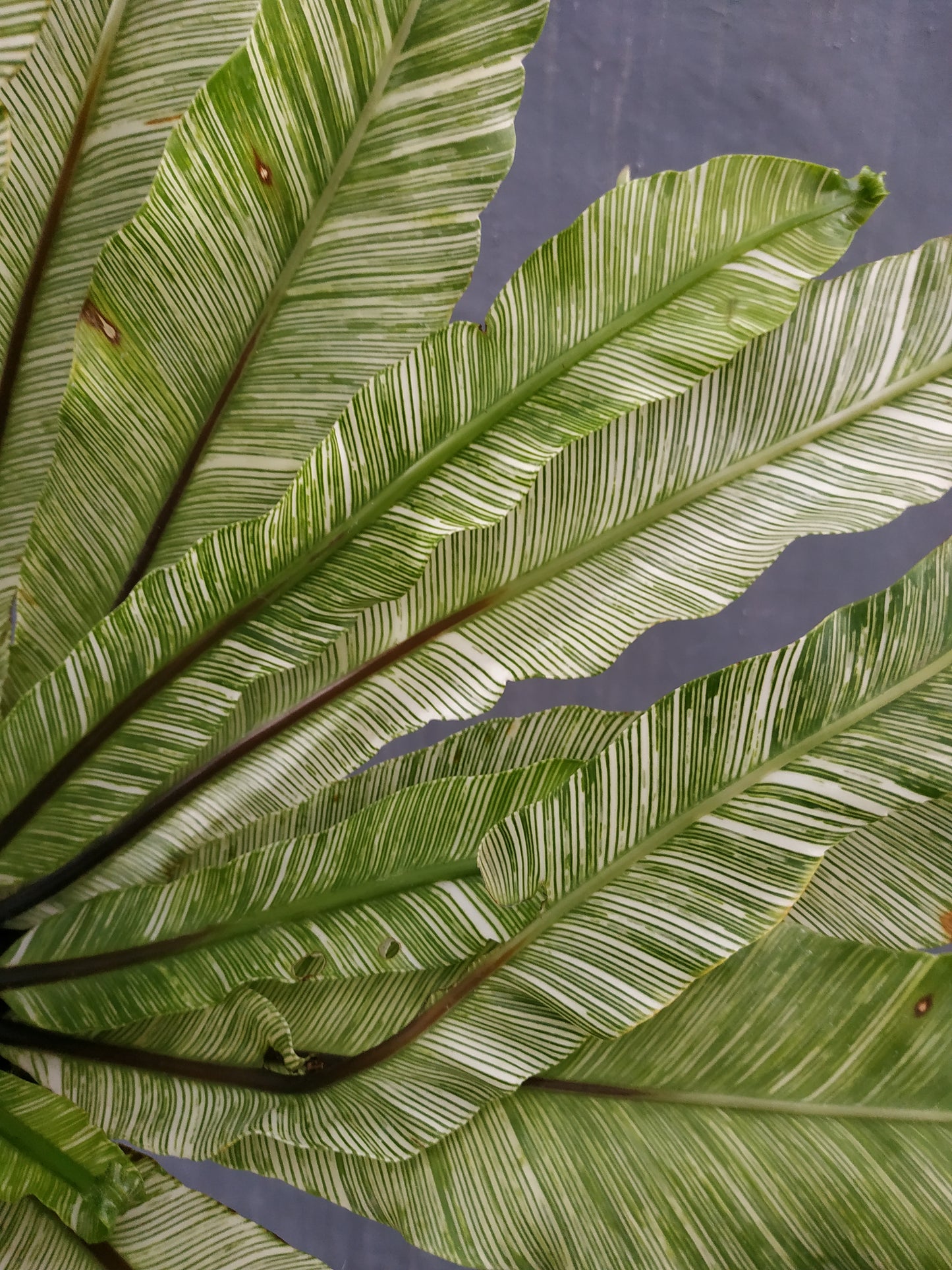 asplenium nidus bird nest fern variegated, live asplenium nidus bird nest fern variegated, rare asplenium nidus bird nest fern variegated, rare asplenium nidus bird nest fern variegated plants, tropical asplenium nidus bird nest fern variegated live plants, wholesale asplenium nidus bird nest fern variegated, outdoor plant, indoor plants, winter plants, summer plants, spring plants, houseplants, rare asplenium nidus bird nest fern variegated plants, live asplenium nidus bird nest fern variegated rare plants