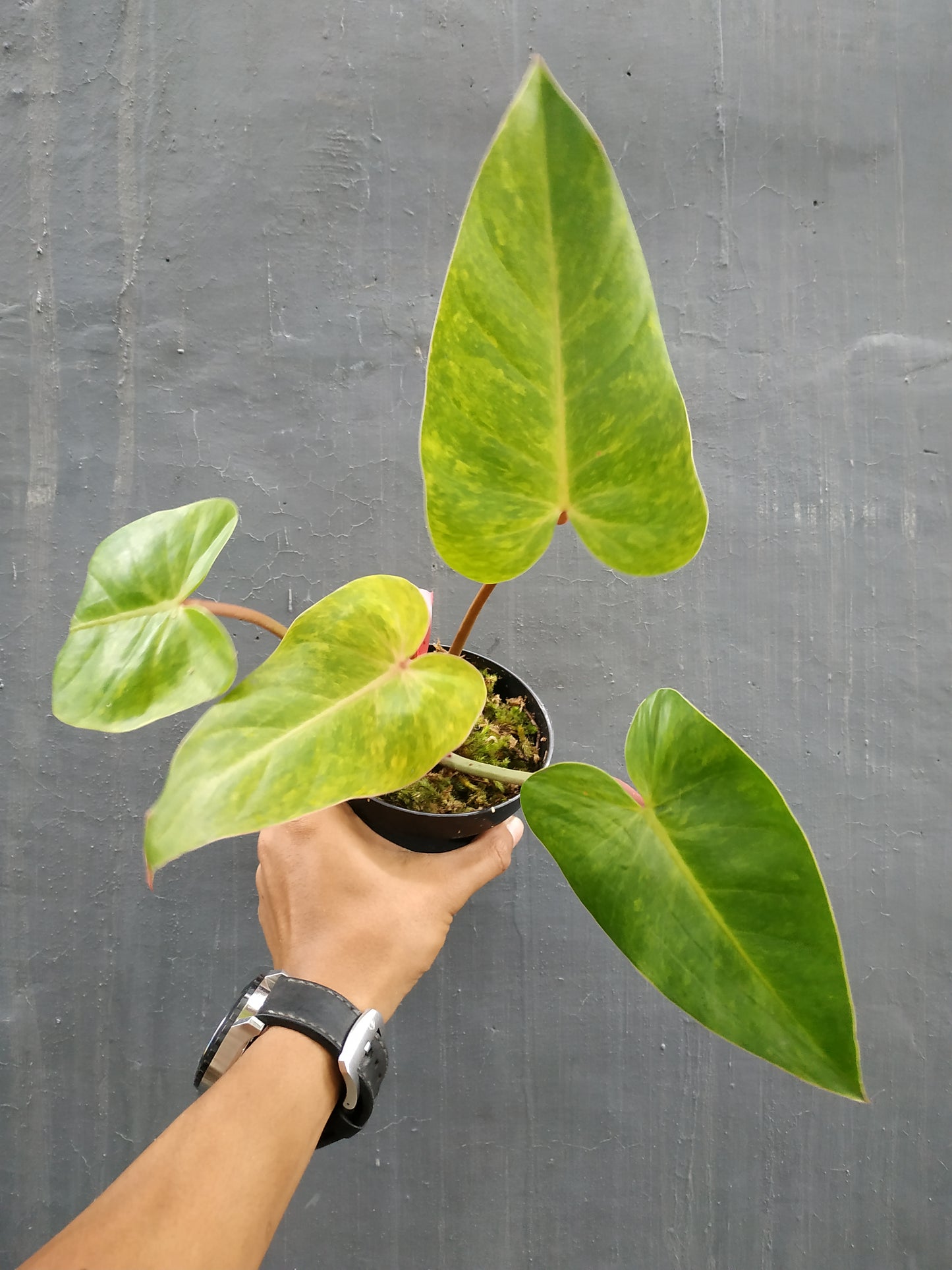 Philodendron Anderson, Philodendron Melanochrysum, Philodendron Painted Lady, Philodendron Birkin, Philodendron Gloriosum